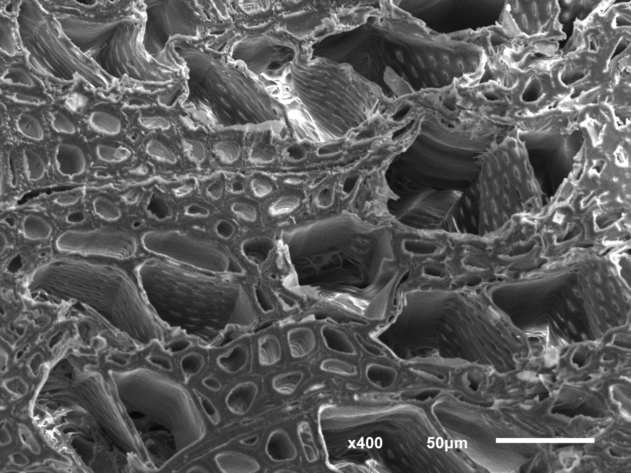 Poplar · Native grayscale SEM · Cellular structure