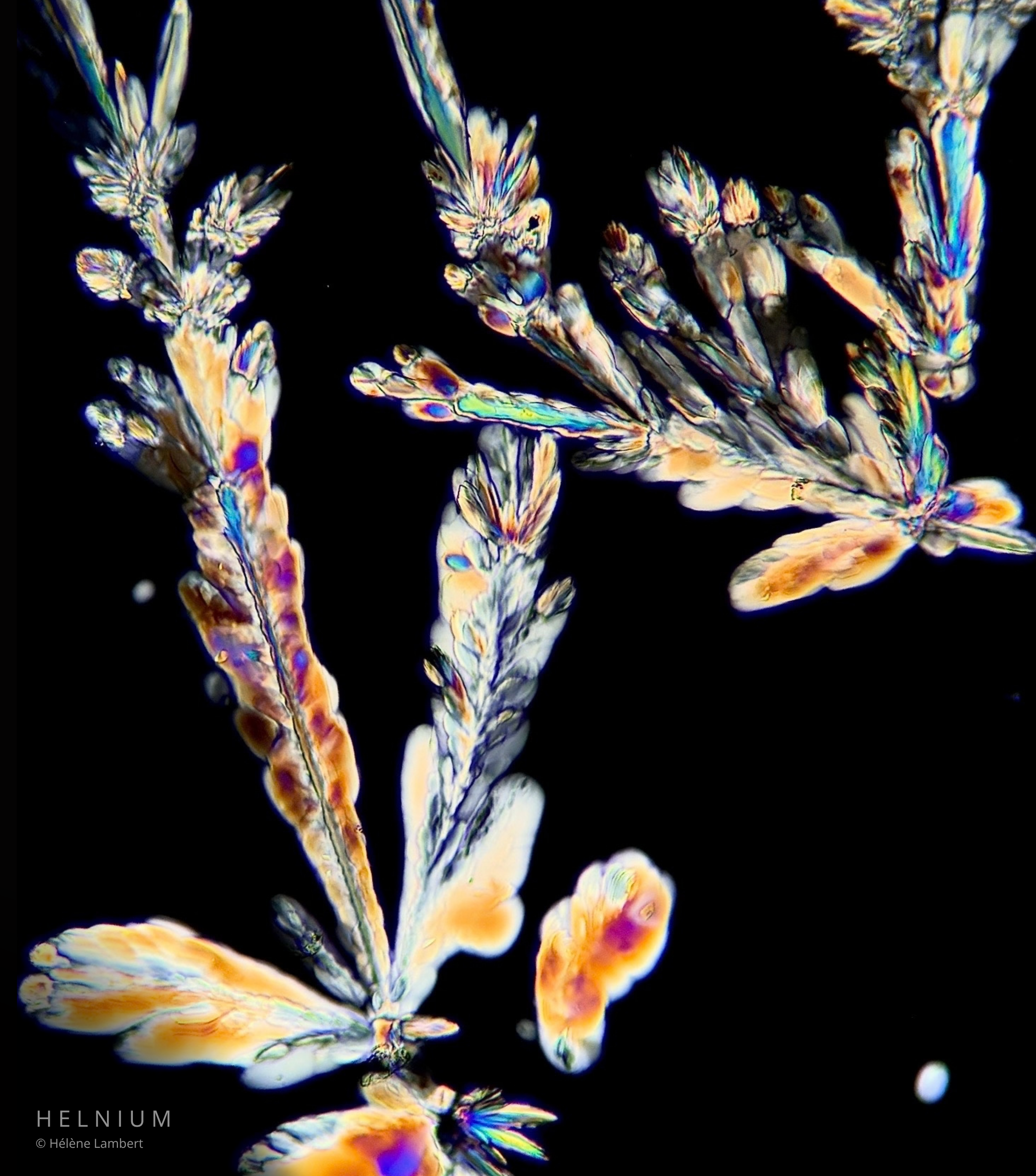 The Noble Vintage, white wine crystalline structures photographed through microscopy. Helnium wine crystal photography.