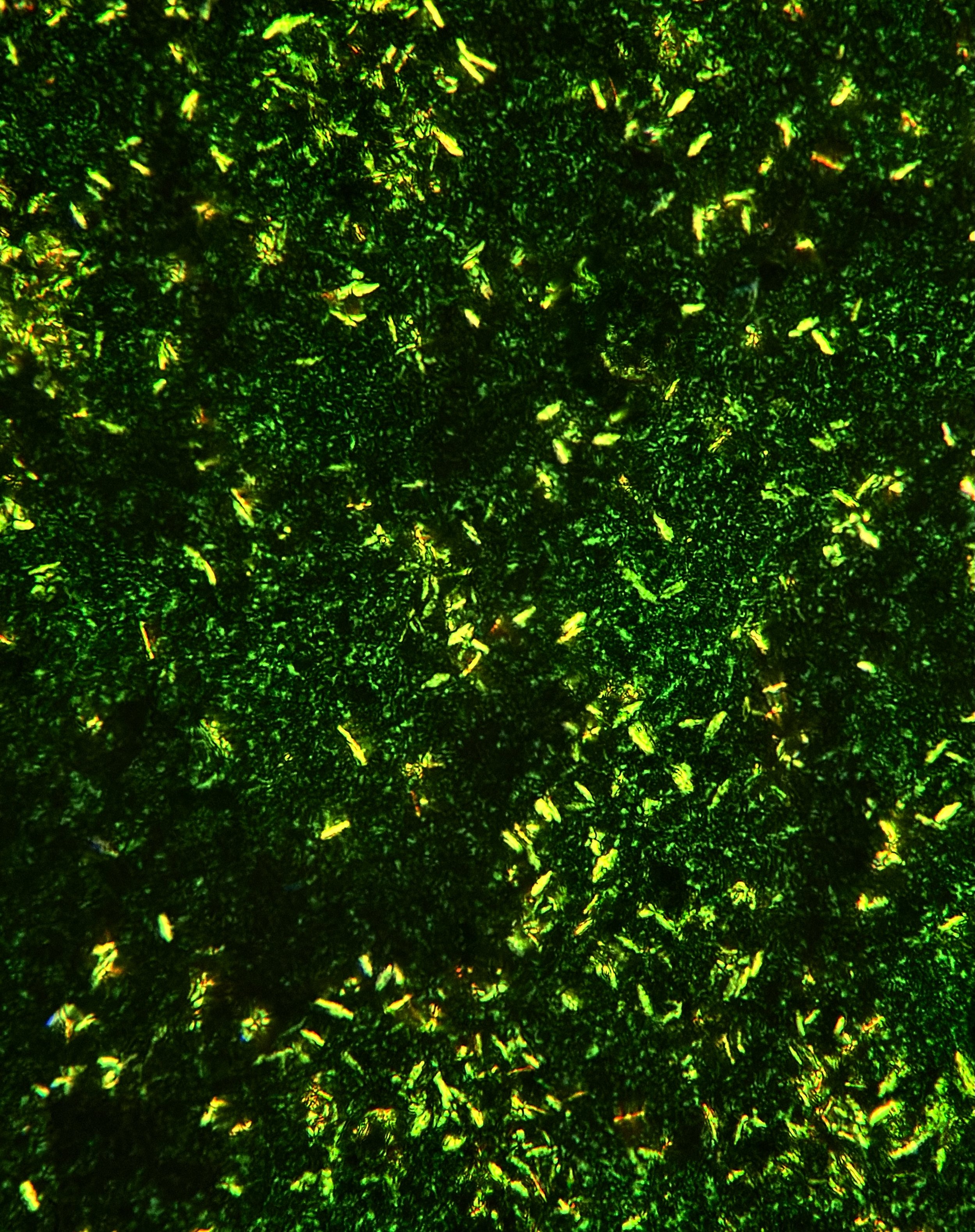 Photosynthetic pigments extracted from spinach leaves