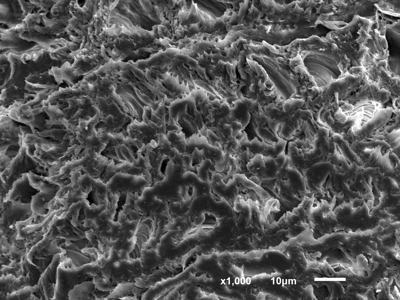 Poplar · Native grayscale SEM · Cellular structure
