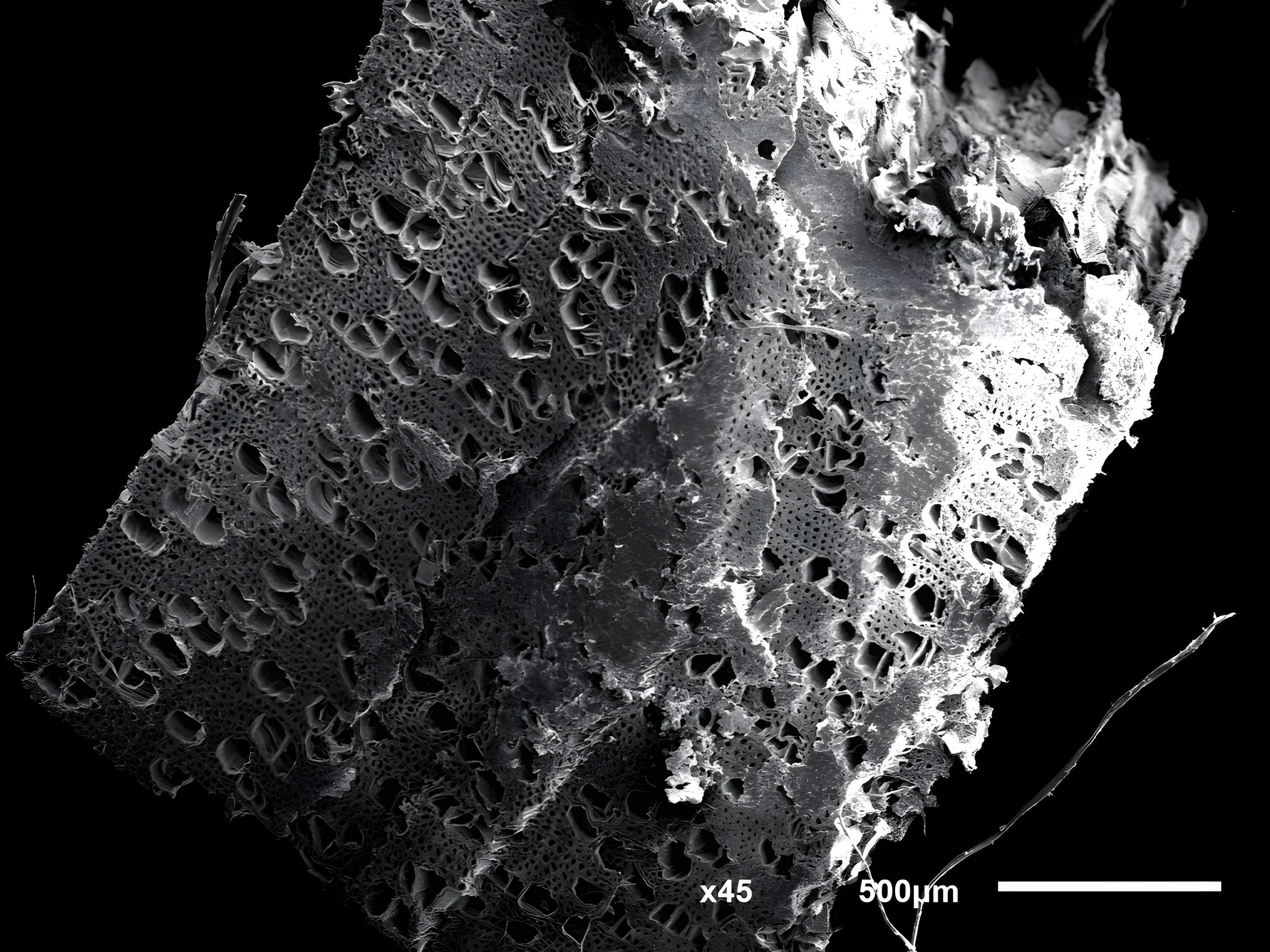 Poplar · Native grayscale SEM · Cellular structure