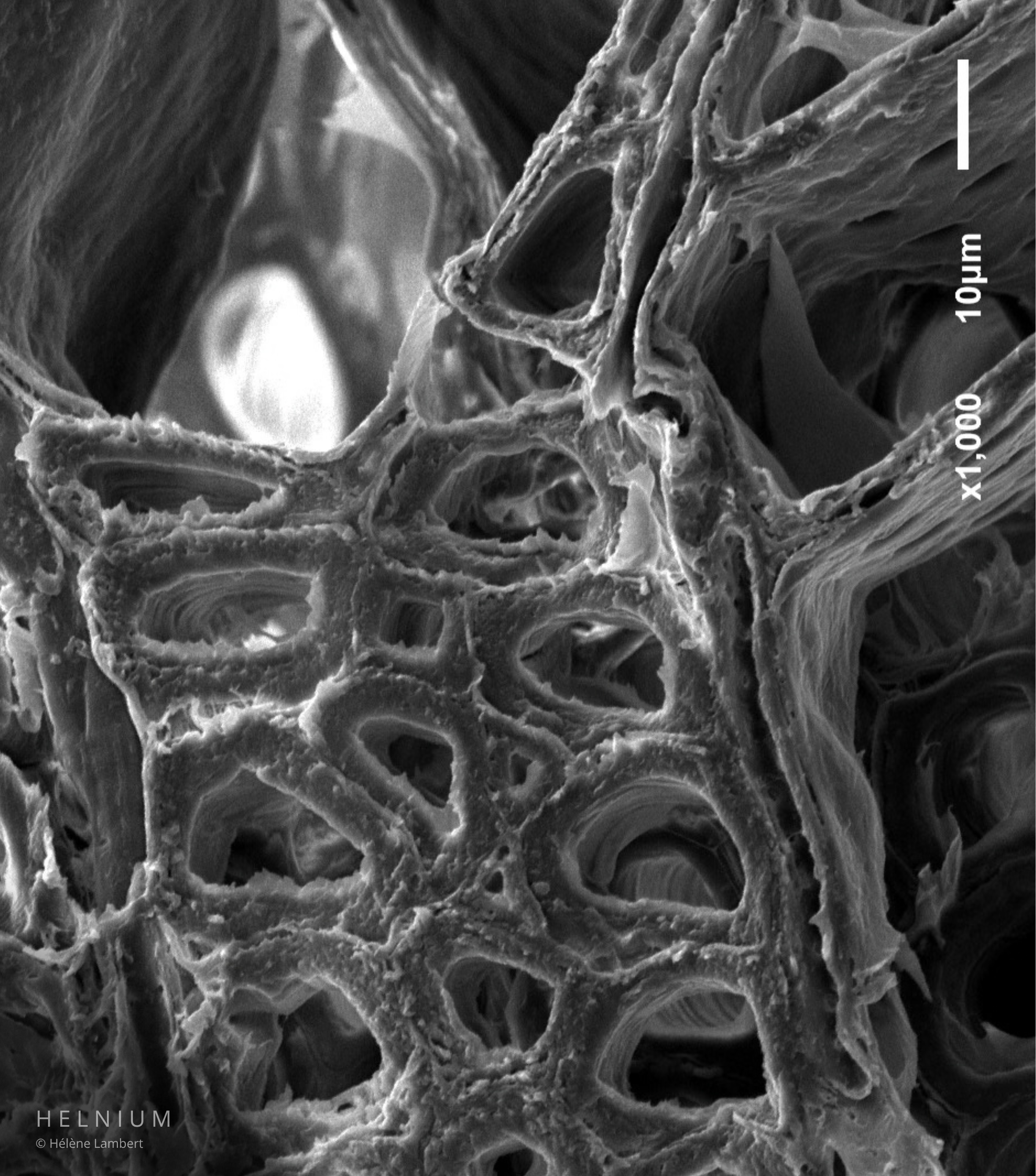 Native grayscale wood microscopy image captured using scanning electron microscopy SEM, revealing wood cellular structure and biological patterns, Helnium.