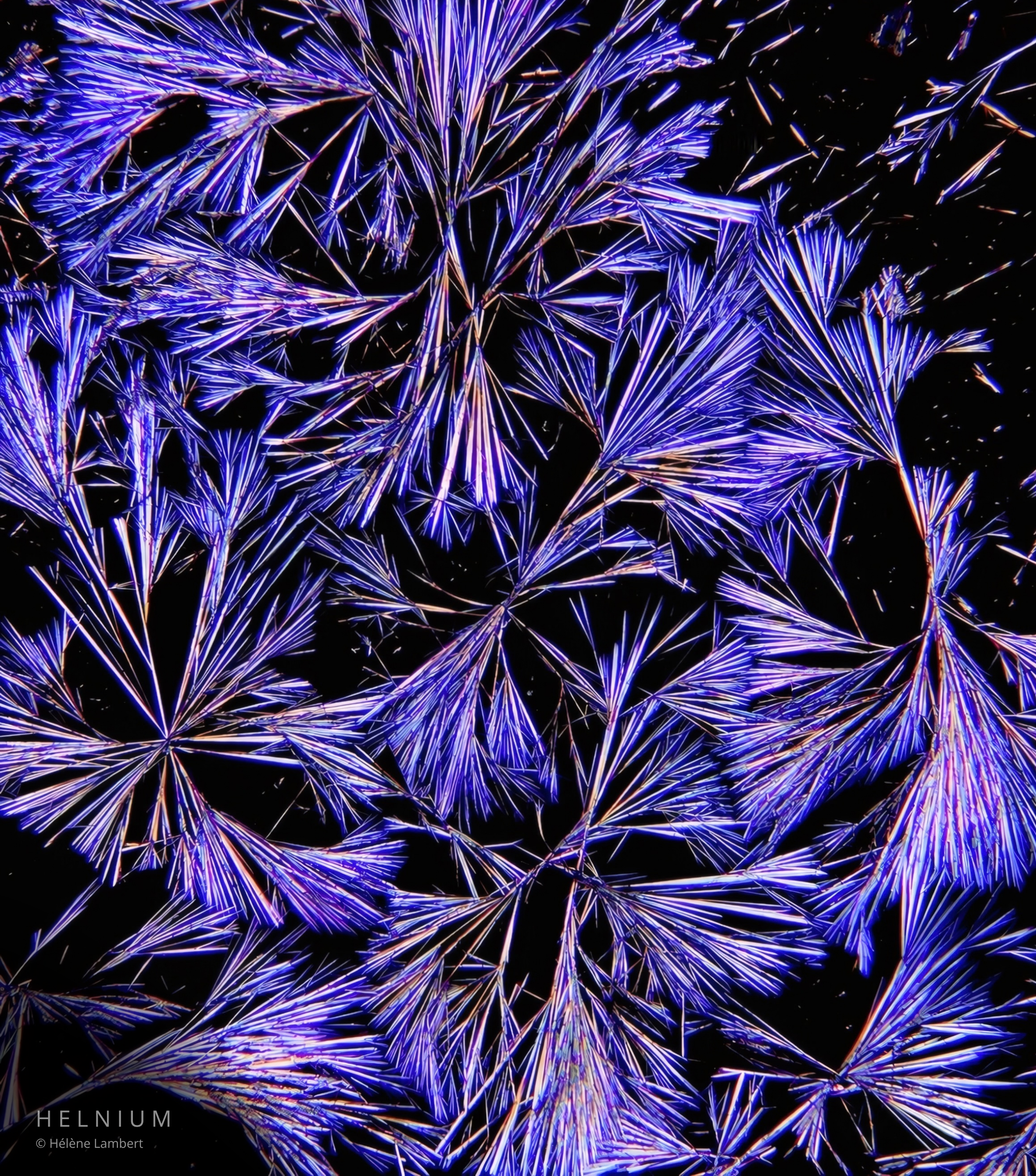 Caffeine crystal formations under polarized light microscopy, third scientific micrograph by Helnium.