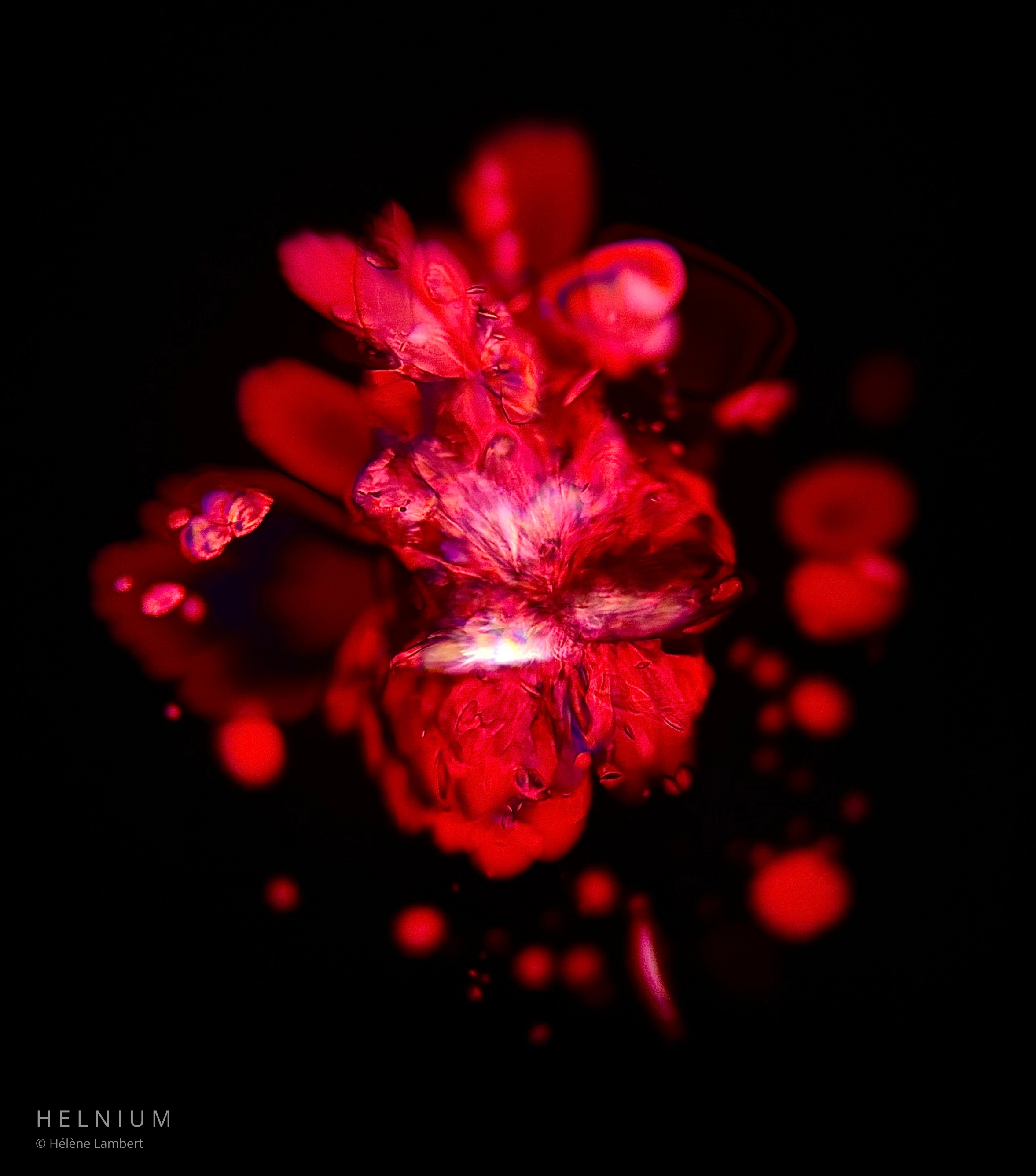 Pétales de Vin, petal-like crystalline formations from red wine observed under a microscope. Helnium scientific design.