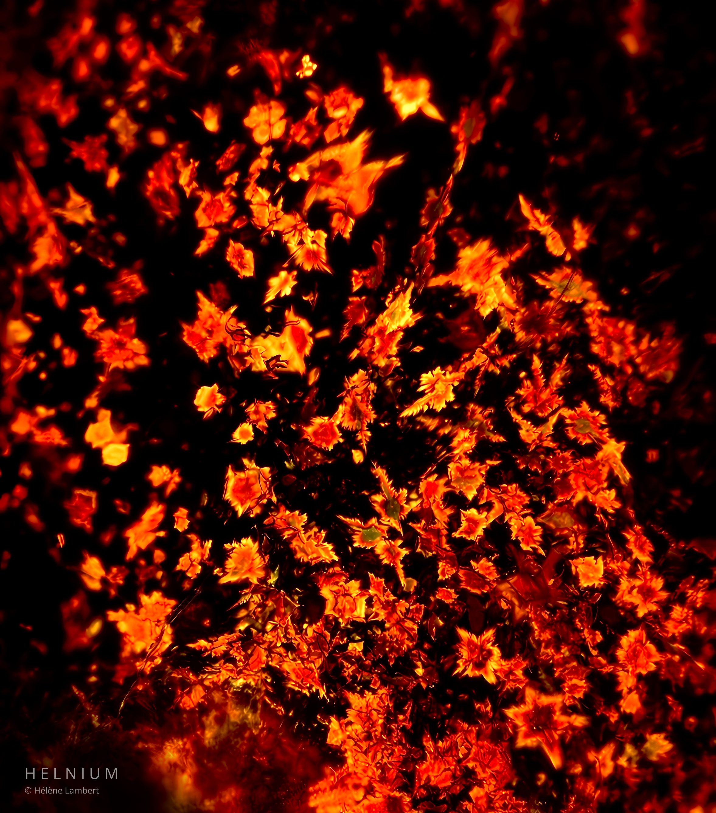 Beta-carotene crystals photographed through polarized light microscopy. Helnium Scientific Design.