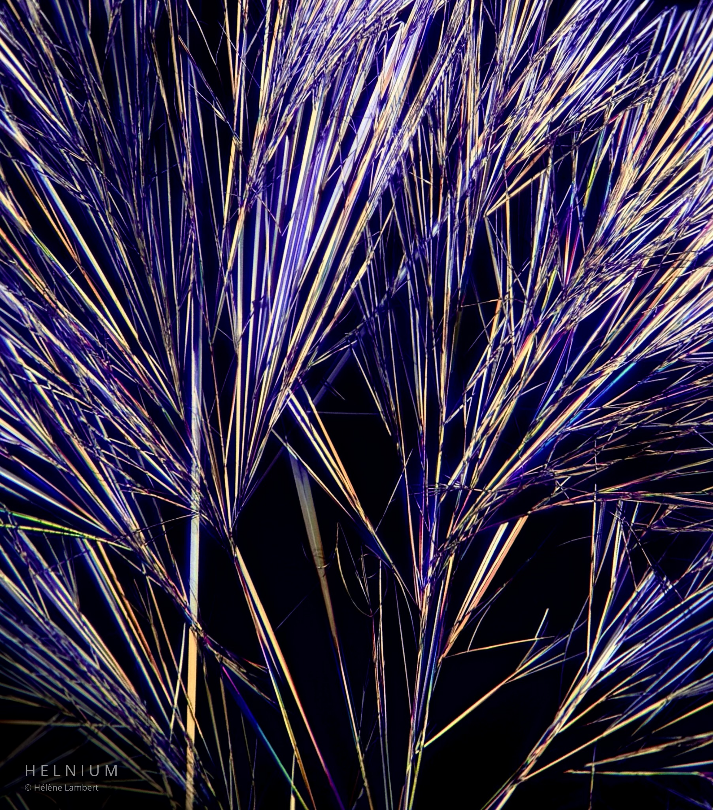 Caffeine crystalline structures photographed using polarized light microscopy, second study. Helnium.