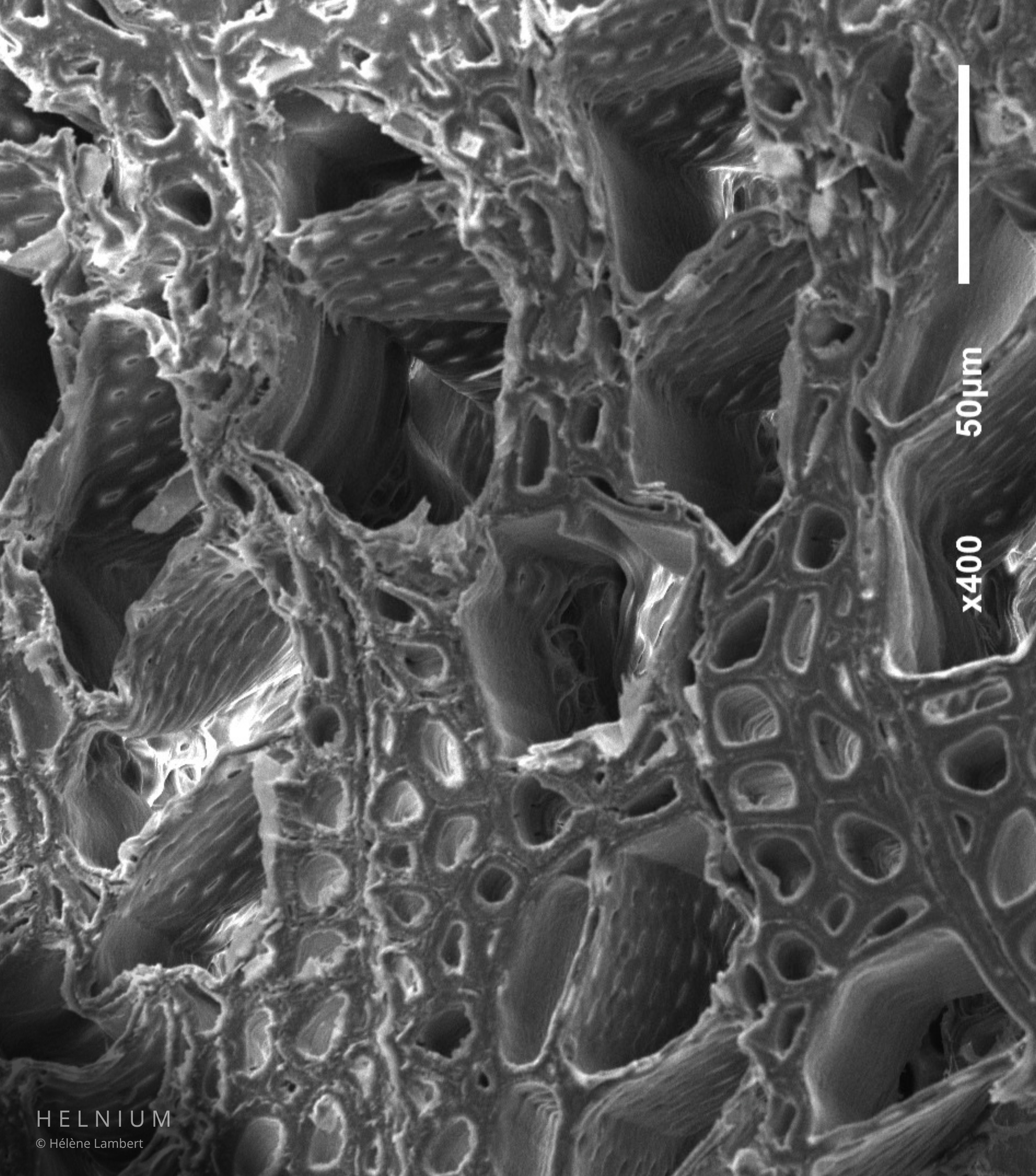 Wood cellular anatomy viewed through scanning electron microscopy SEM in native grayscale, showing natural microscopic wood structure, Helnium.