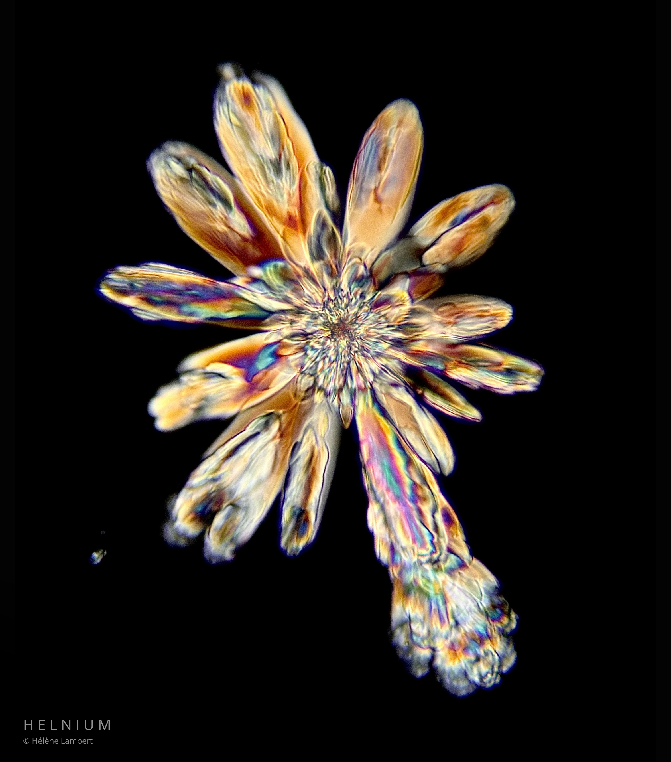 Crystal Bloom, white wine crystal flower photographed through microscopy. Original Helnium scientific wine photography.