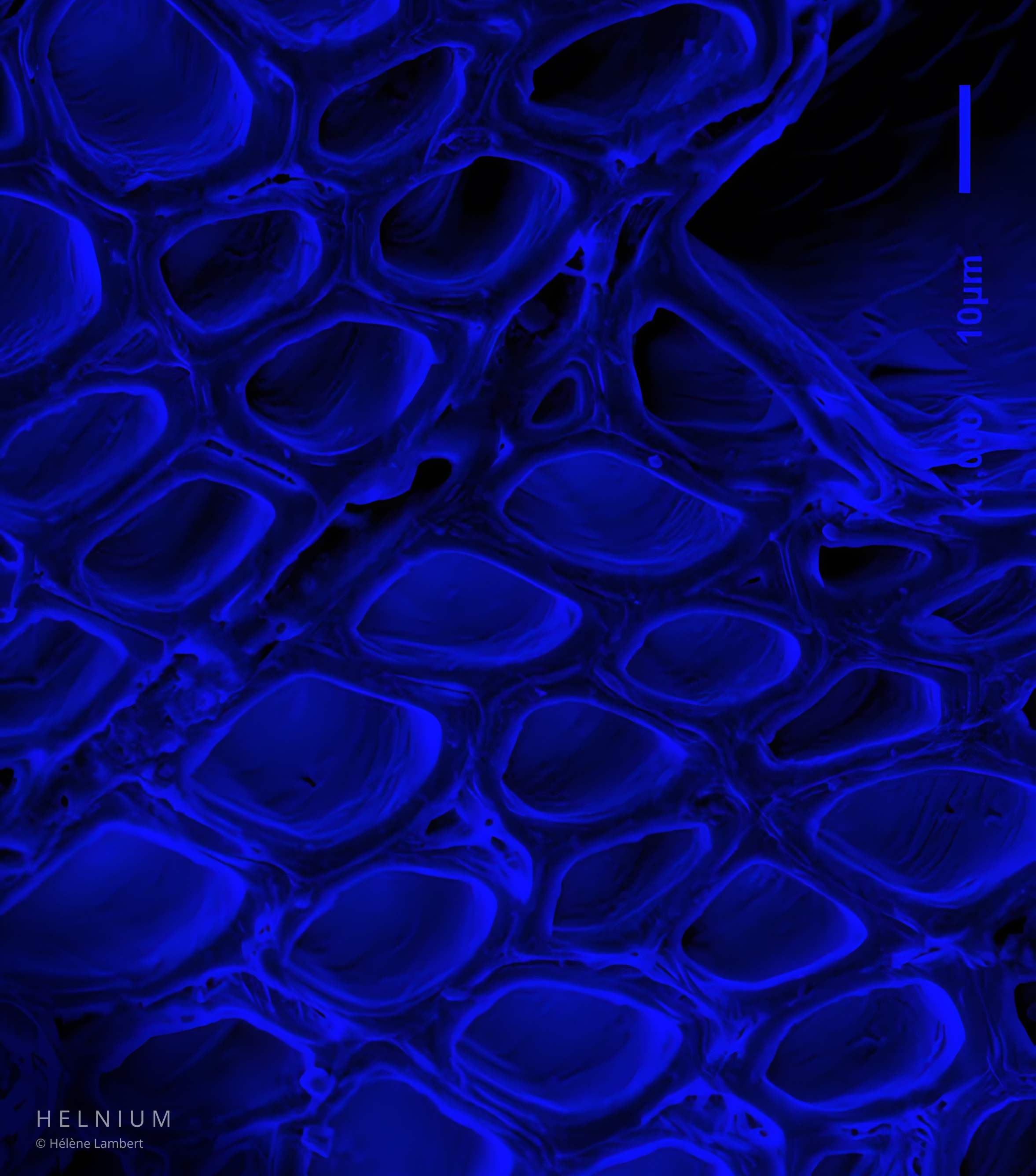 Wood cells and cellular porosity in transverse section photographed using scanning electron microscopy SEM, blue colorized wood microscopy image by Helnium.