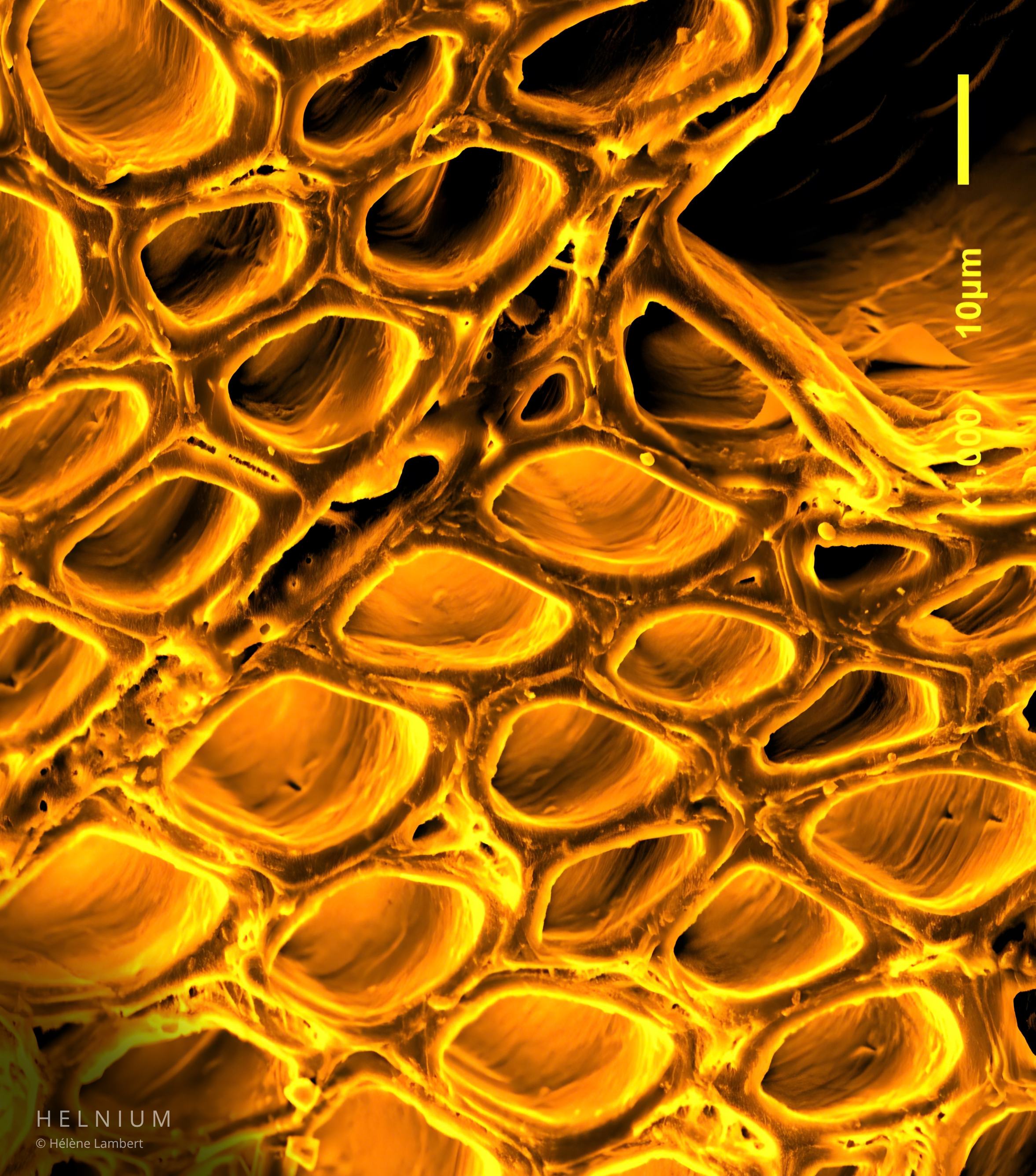 Wood microscopy image showing transverse section and cellular pores under scanning electron microscopy SEM, yellow colorized micrograph by Helnium.