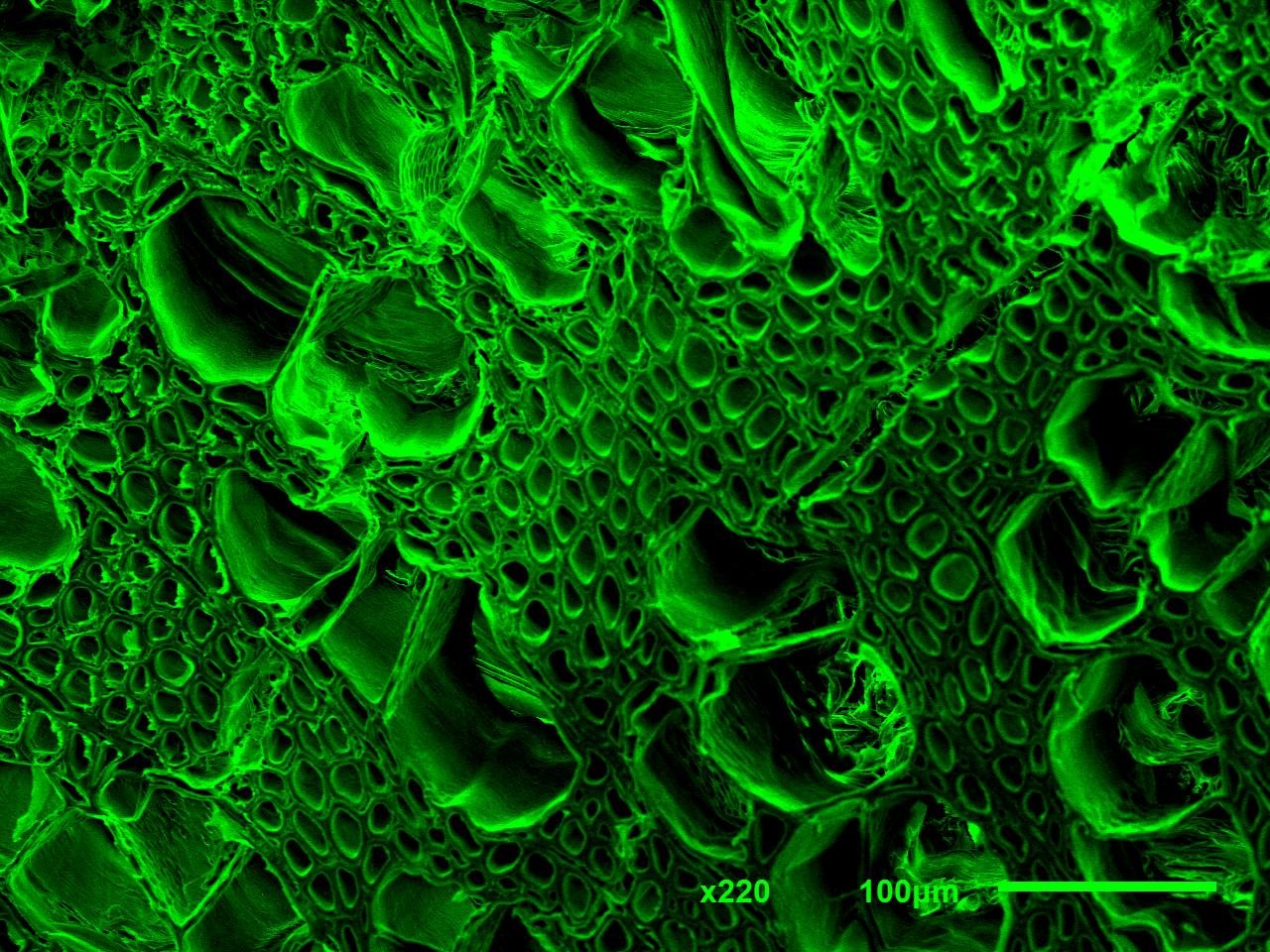 Poplar wood · Transverse section · Cellular porosity · SEM | Green