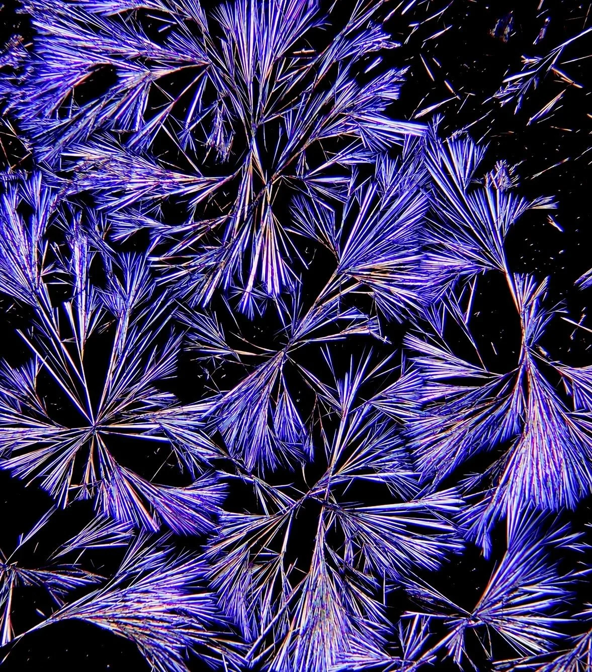 Caffeine crystals under polarized light microscopy
