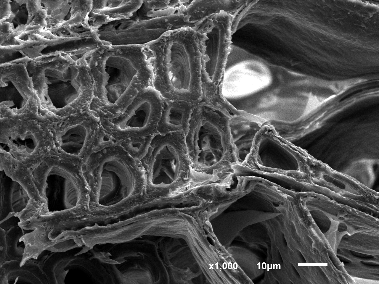 Poplar · Native grayscale SEM · Cellular structure