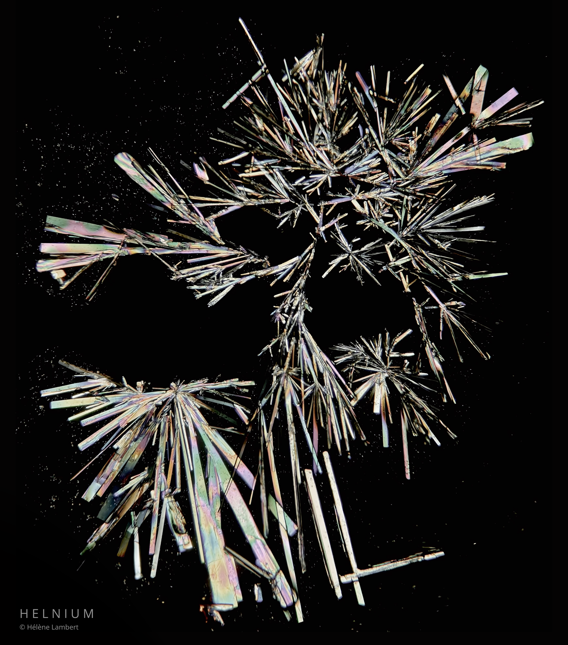 Silver creatine crystals photographed under polarized light microscopy. Helnium Scientific Design.