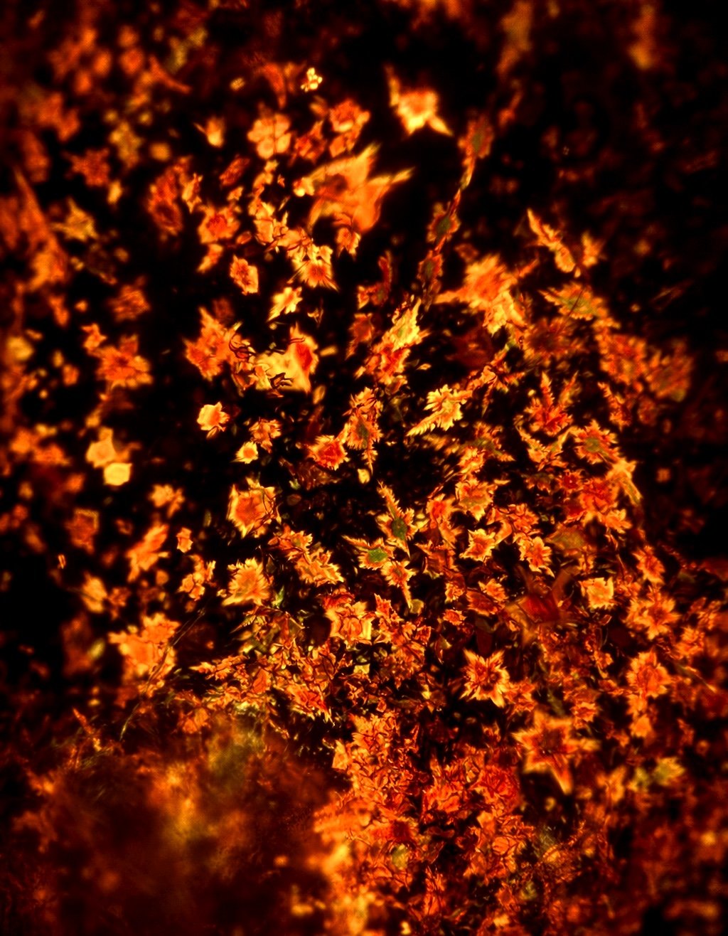 Beta-carotene (C₄₀H₅₆)