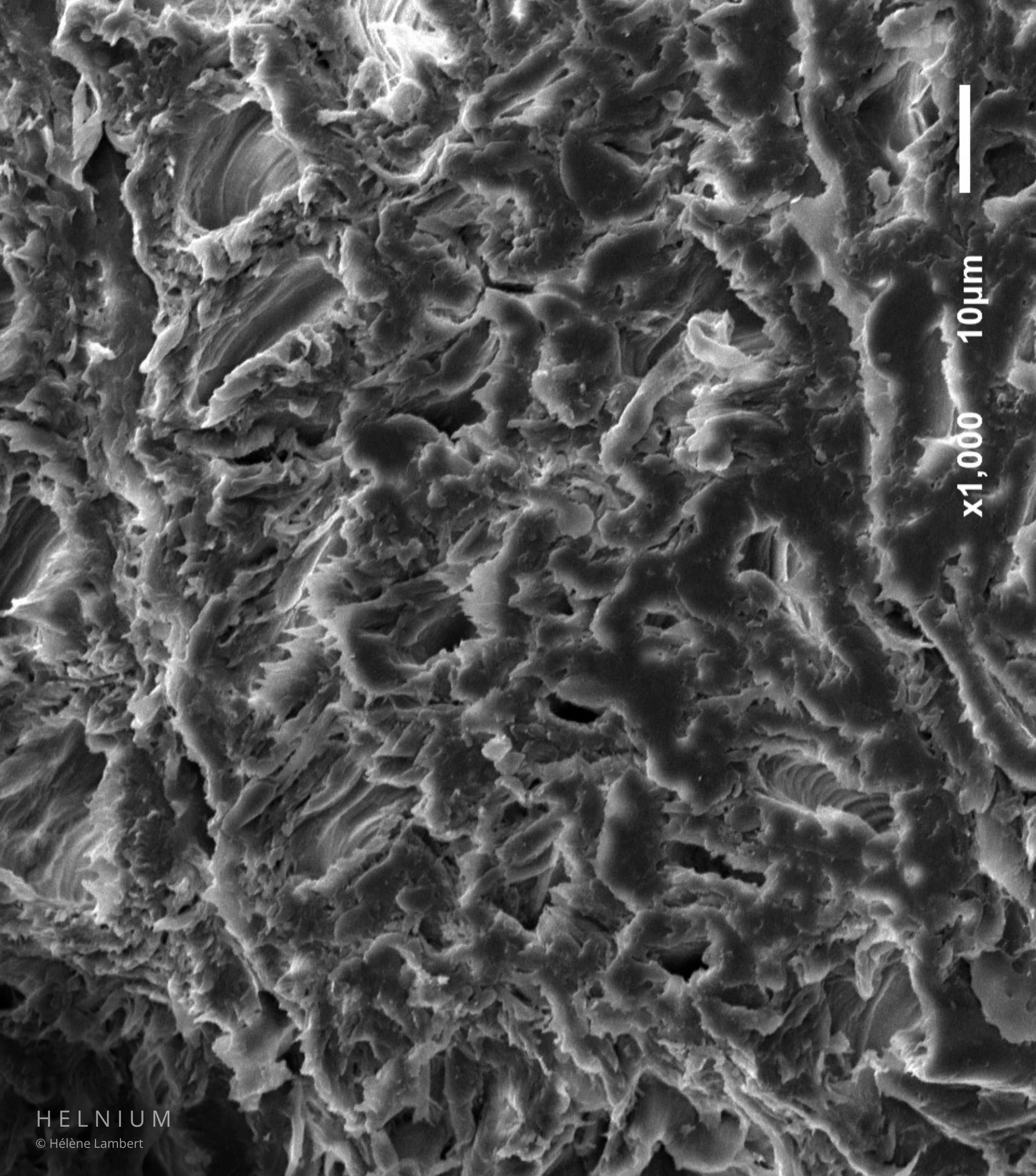Native grayscale scanning electron microscopy SEM photograph of wood cells and microscopic cellular structure, uncolorized wood micrograph by Helnium.