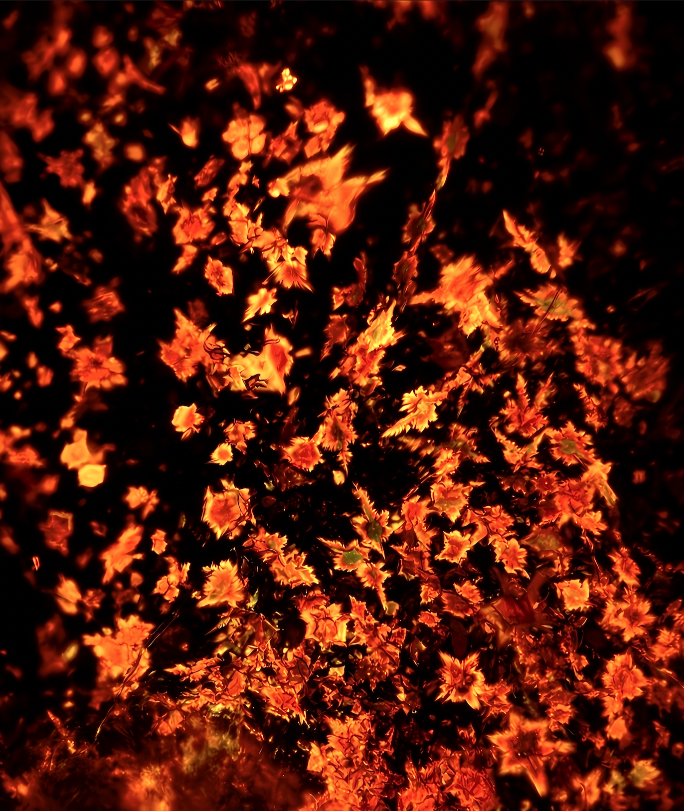 Beta-carotene crystalline structures photographed by Helnium under polarized light microscopy, showing the optical texture of a carotenoid pigment.