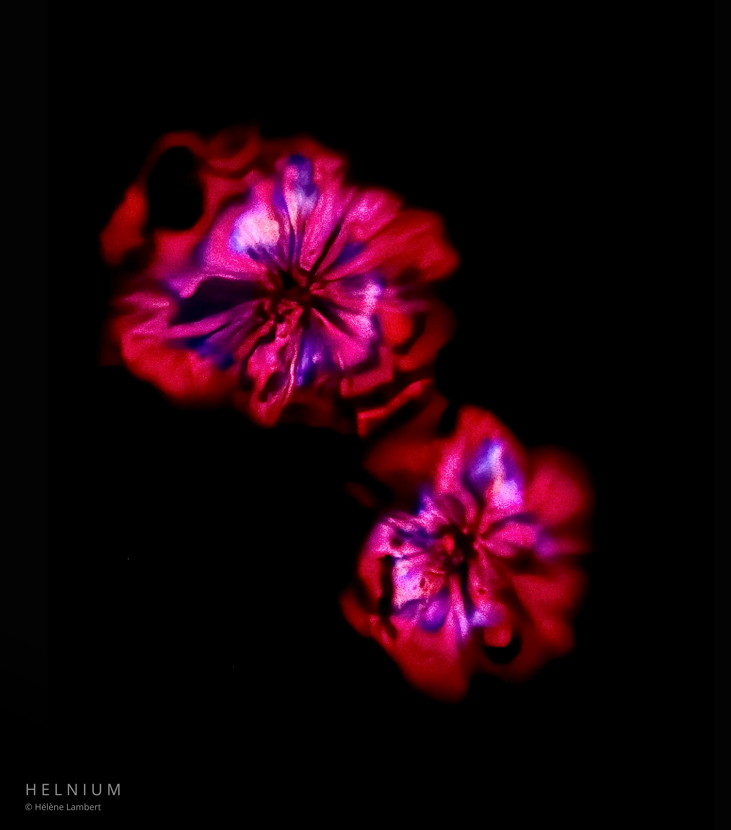 Crimson Geometry, red wine crystalline formations observed under a microscope. Helnium scientific photography.