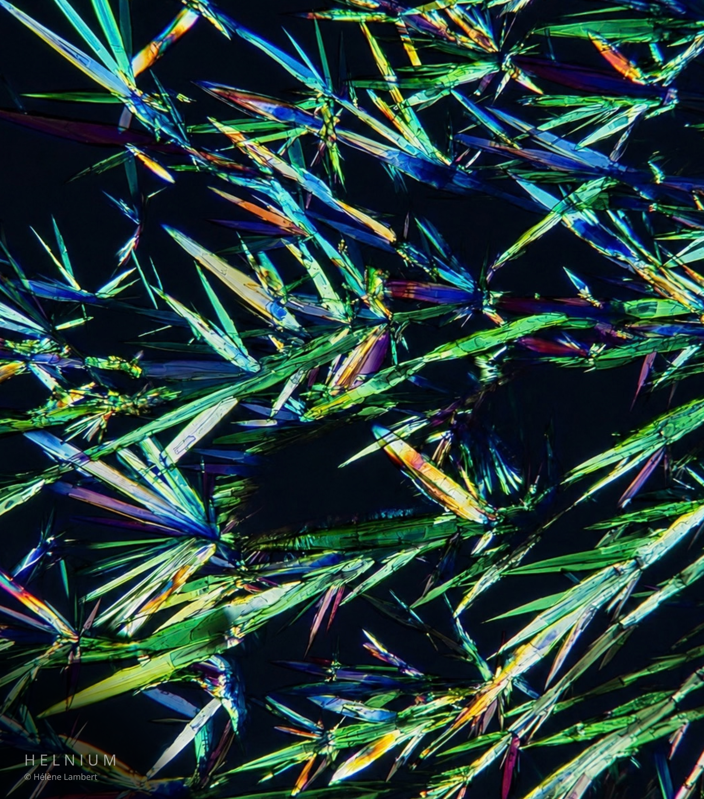 Creatine crystals under polarized light microscopy with a green optical filter. Helnium scientific photography.