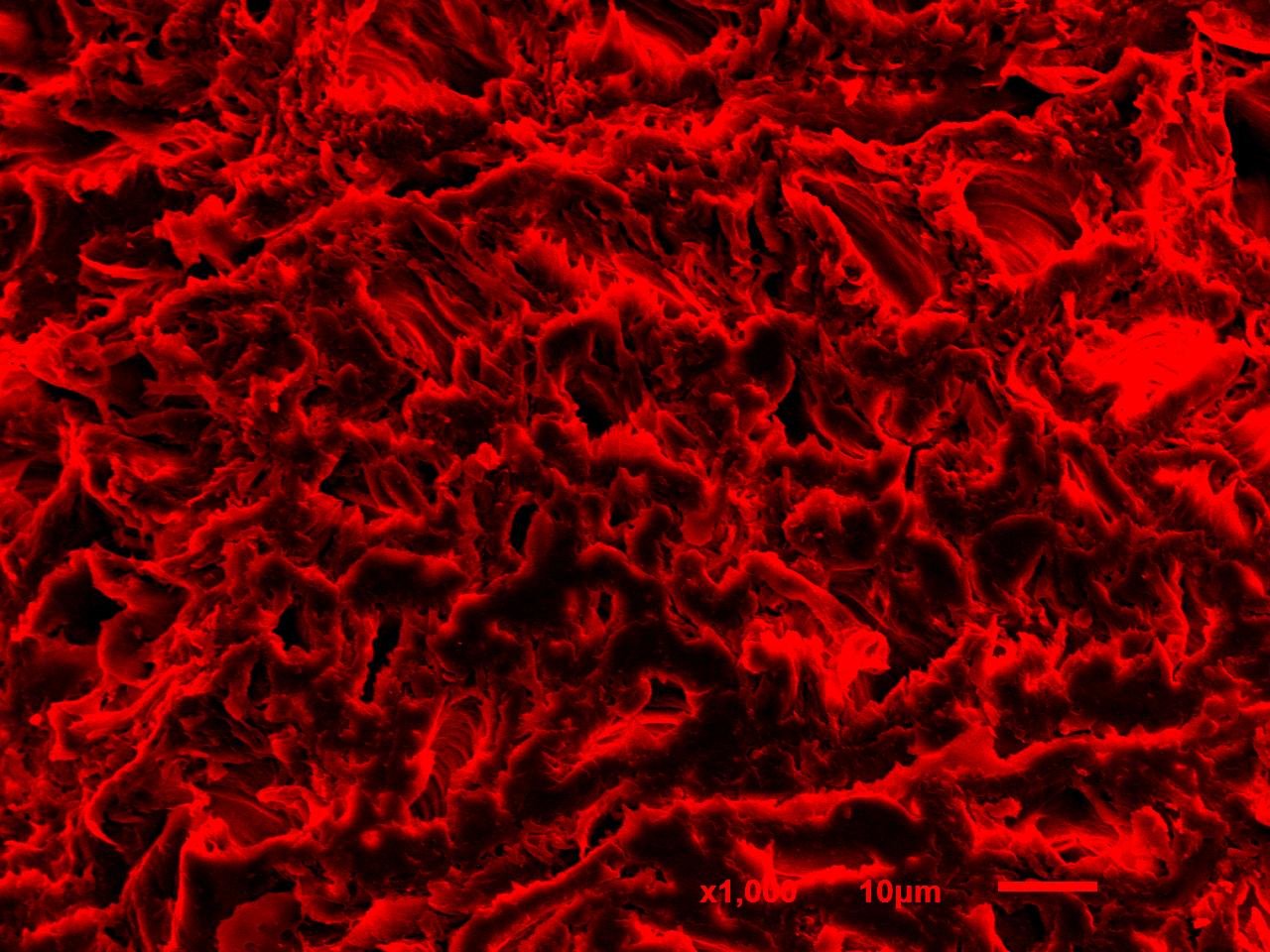 Poplar wood · Longitudinal section · Cellular structure · SEM | Red