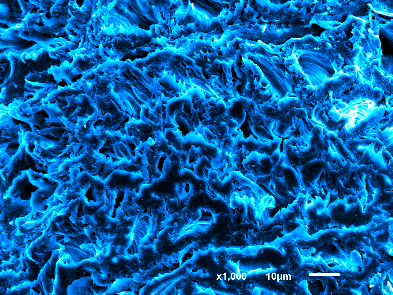 Poplar wood · Longitudinal section · Cellular structure · SEM | Ocean
