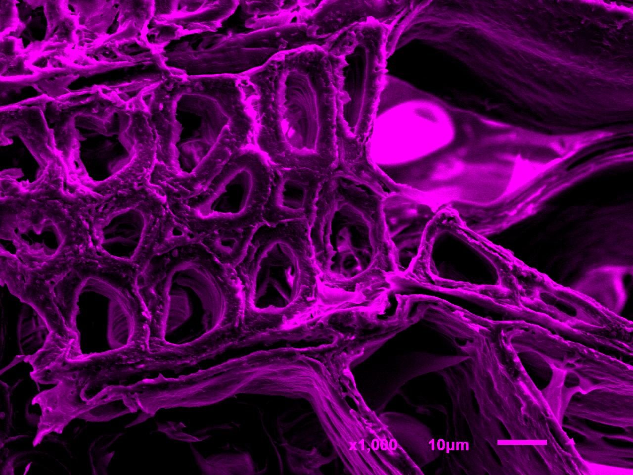 Poplar wood · Transverse section · Cellular porosity · SEM | Magenta