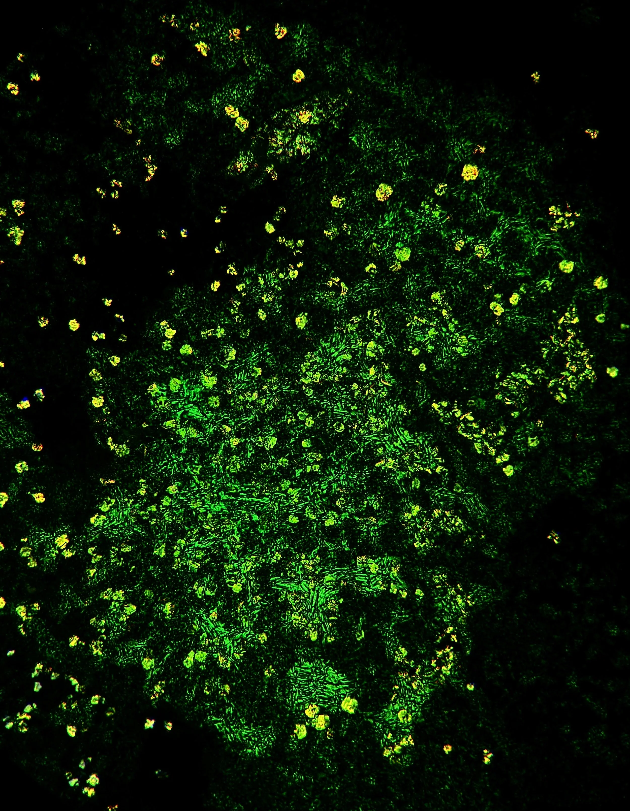 Photosynthetic pigments extracted from spinach leaves