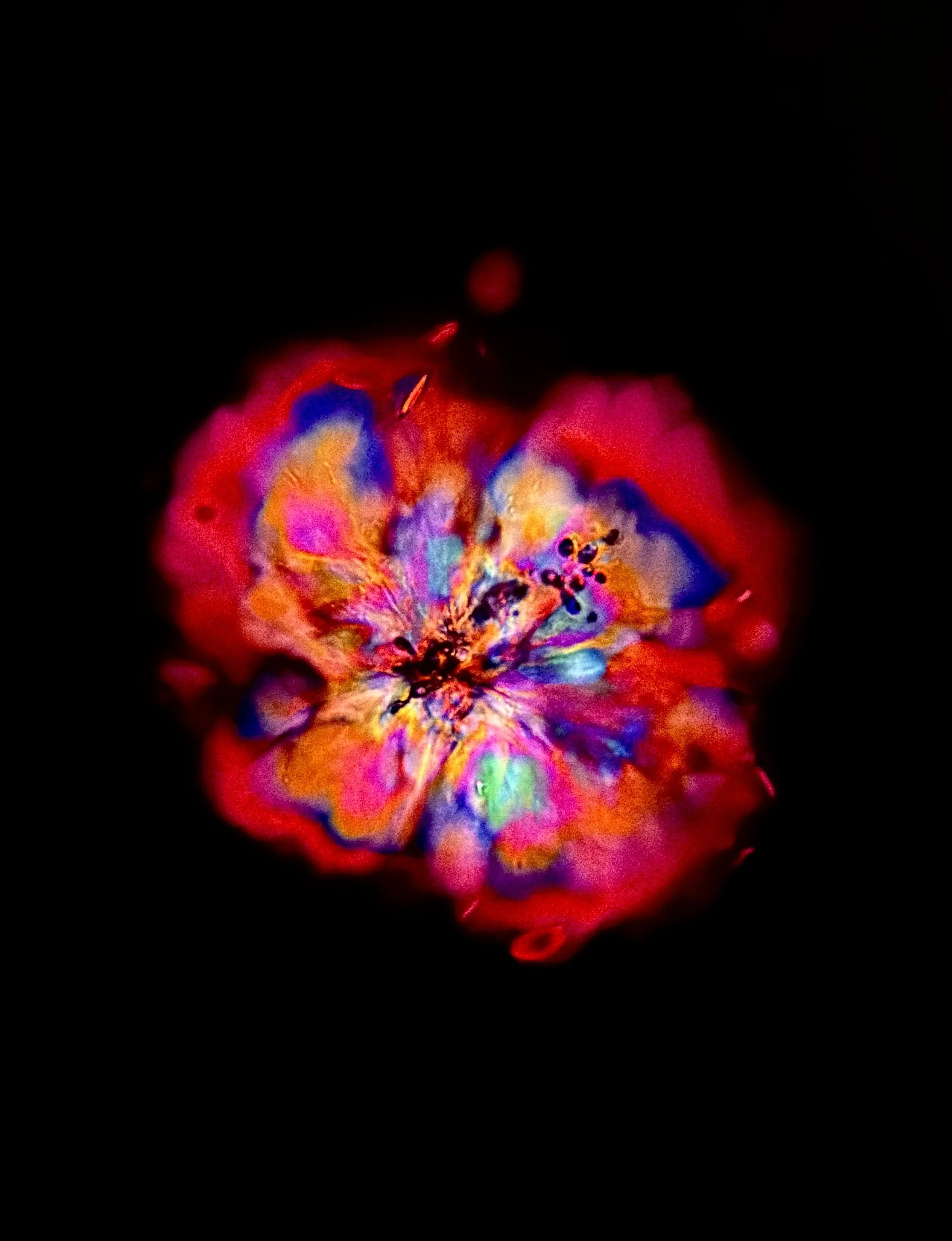Original Helnium polarized-light microphotograph of red wine crystals
