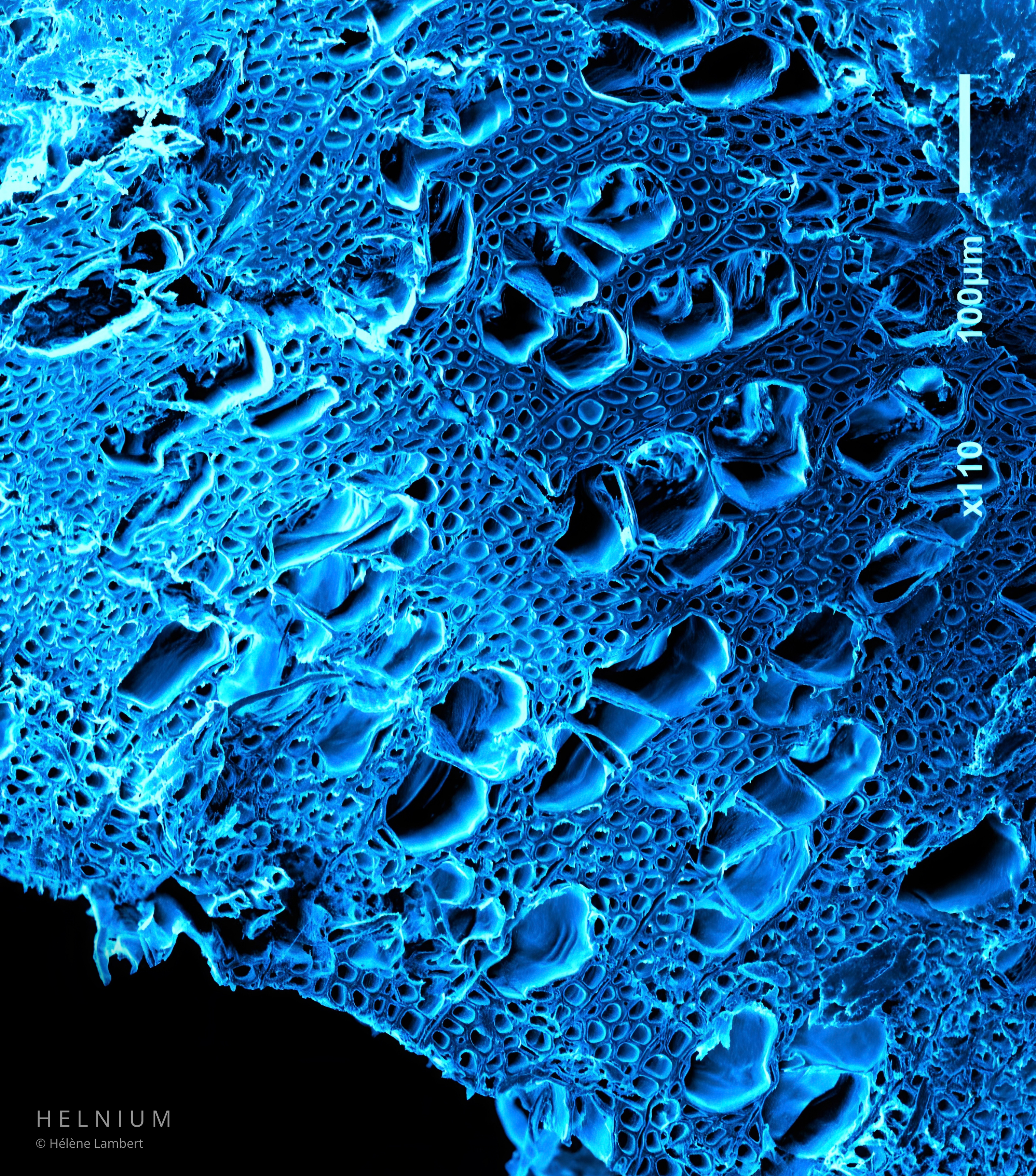 Blue colorized scanning electron microscopy SEM image of a wood transverse section, showing wood cells, cellular porosity and microscopic wood anatomy, Helnium Scientific Design.