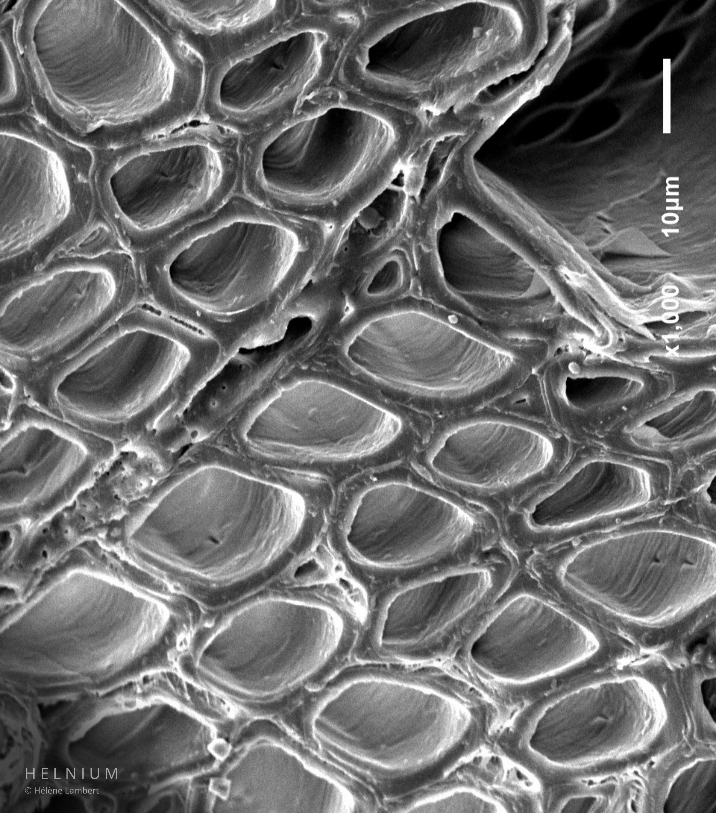 Detailed wood cells under scanning electron microscope SEM, original grayscale scientific micrograph revealing microscopic wood cellular structures, Helnium.