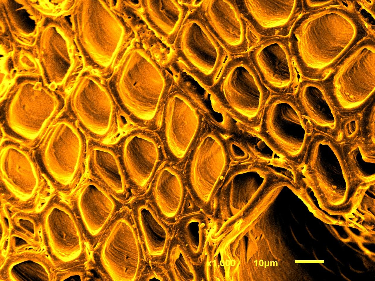 Poplar wood · Transverse section · Cellular porosity · SEM | Yellow