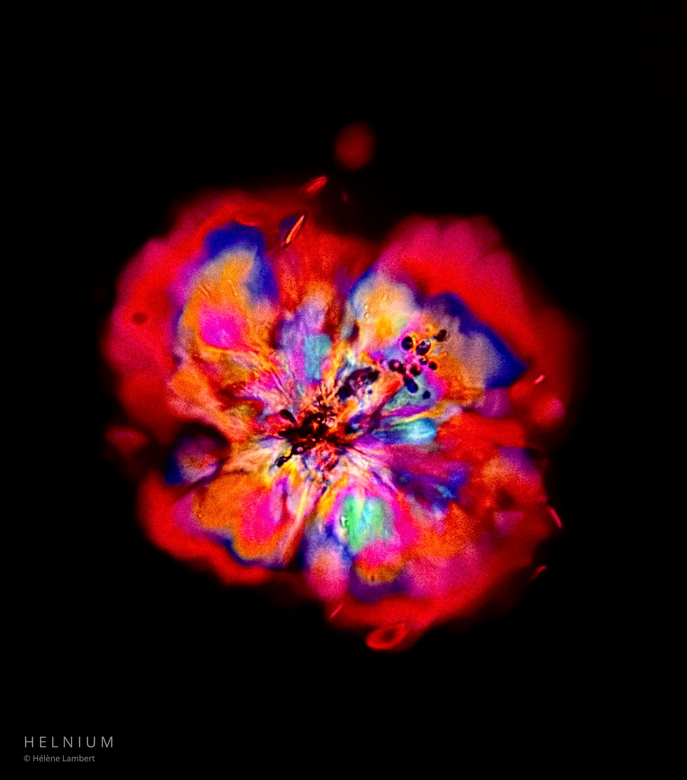 La Rose d'Or, selected red wine microscopy artwork for a wine label design project by Helnium Scientific Design.