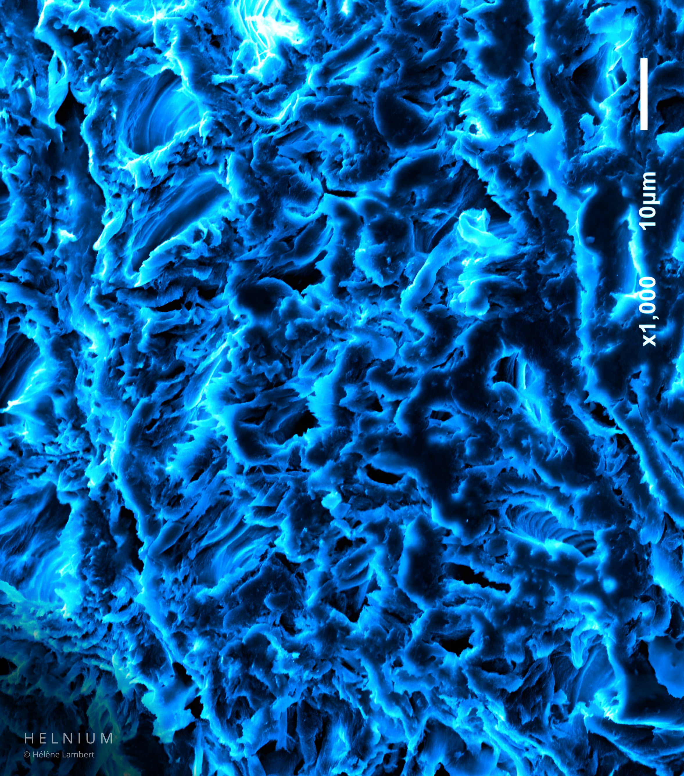 Longitudinal section of wood showing microscopic cellular structure through scanning electron microscopy SEM, ocean blue colorized scientific image by Helnium.