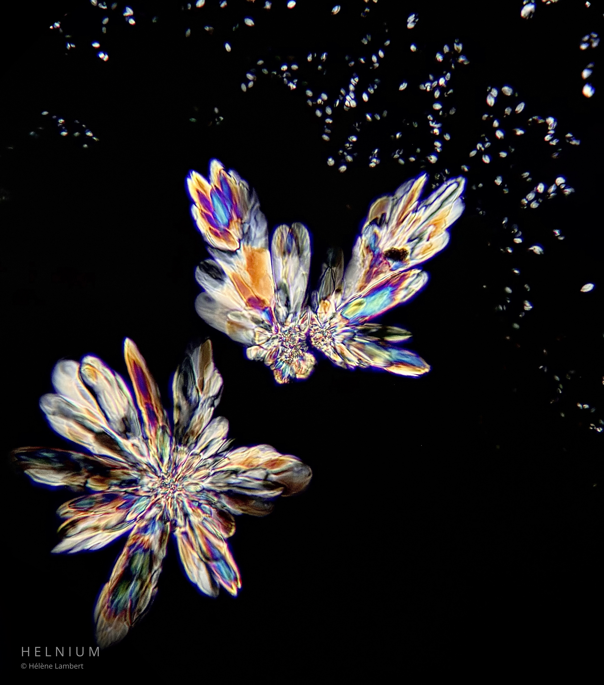Cosmic Birds, white wine crystalline patterns photographed under a microscope. Original Helnium scientific wine imagery.