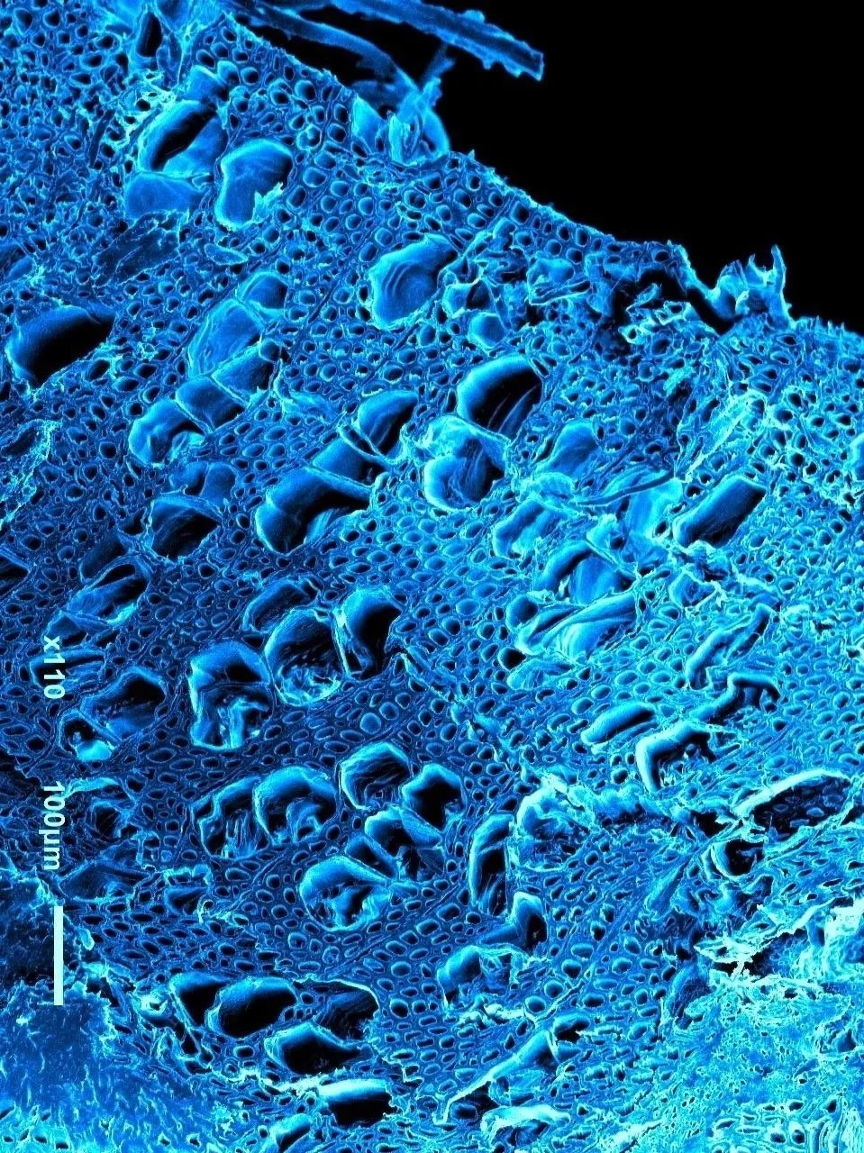 Poplar Wood microscopy