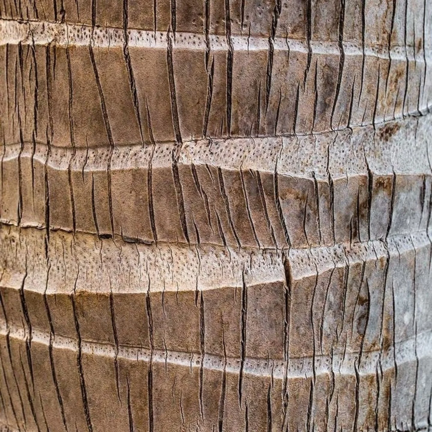 * Nature&rsquo;s Blueprint *

This raw, textured wood tells a silent story of resilience, growth, and time&mdash;each groove a reminder of nature&rsquo;s artistry. As wellness designers, we look to organic materials like this to inspire hospitality s