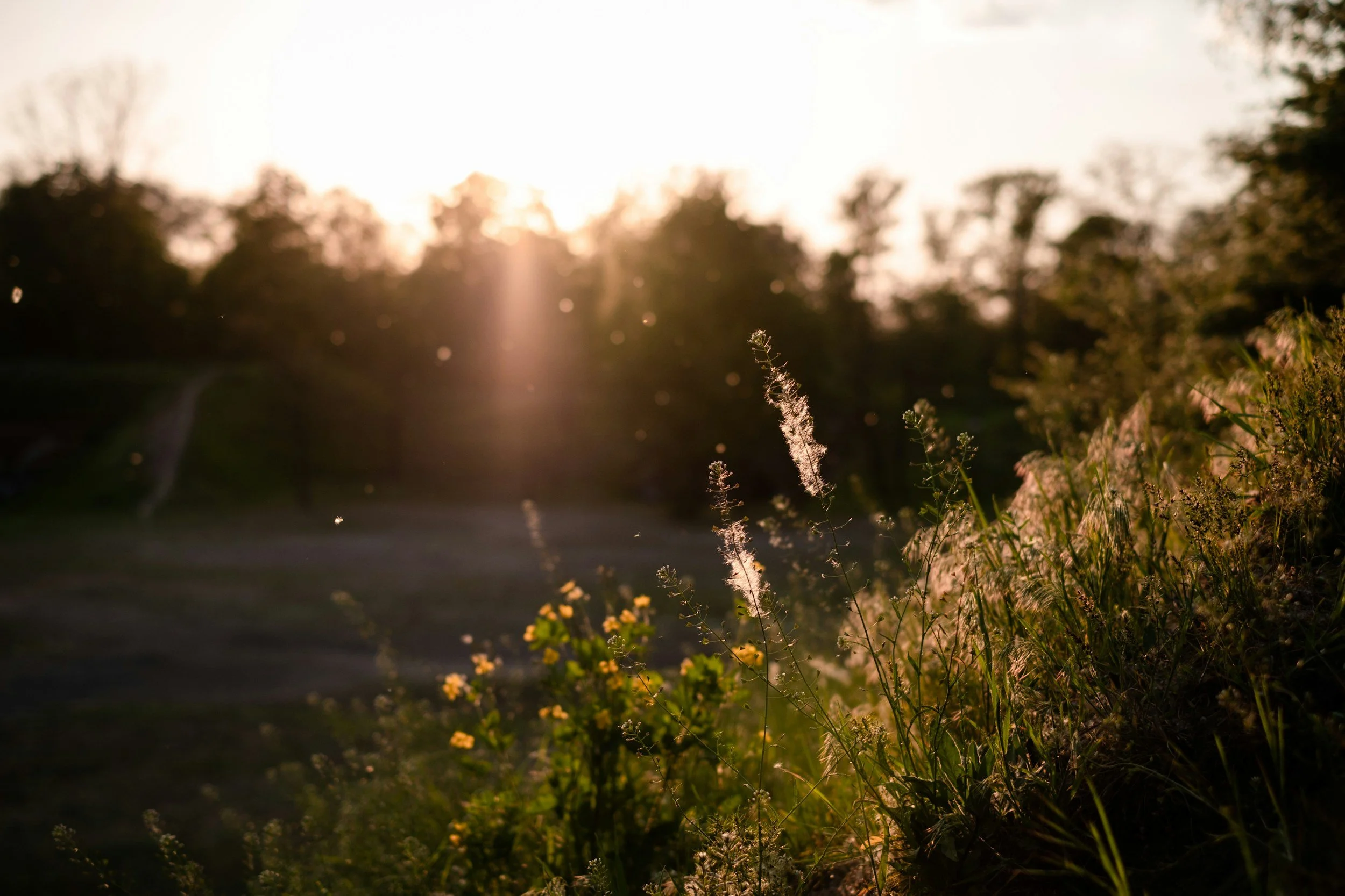 Allergy Season Cleaning Services: Breathe Easier This Spring