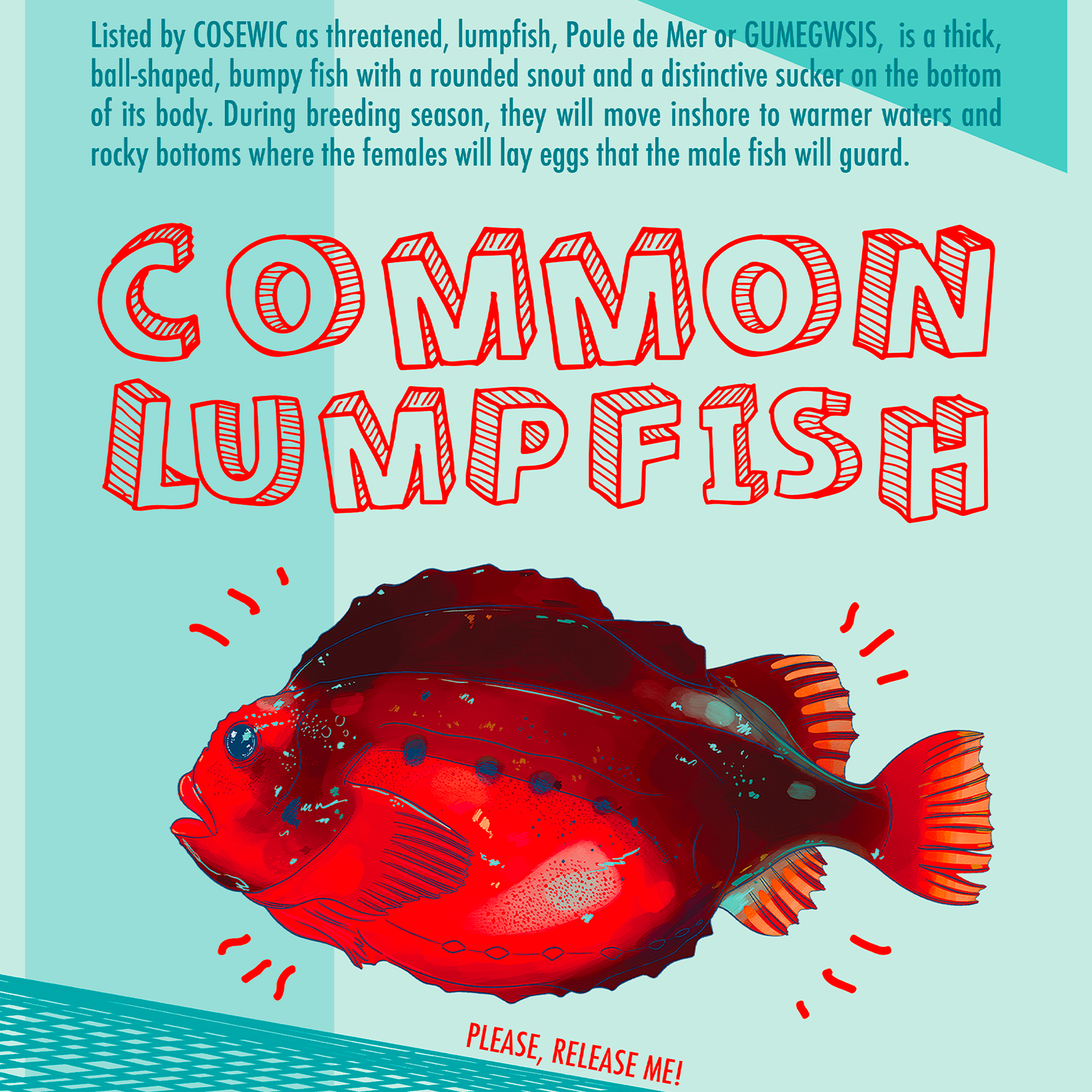 Outil de Sensibilisation – Grosse Poule de Mer