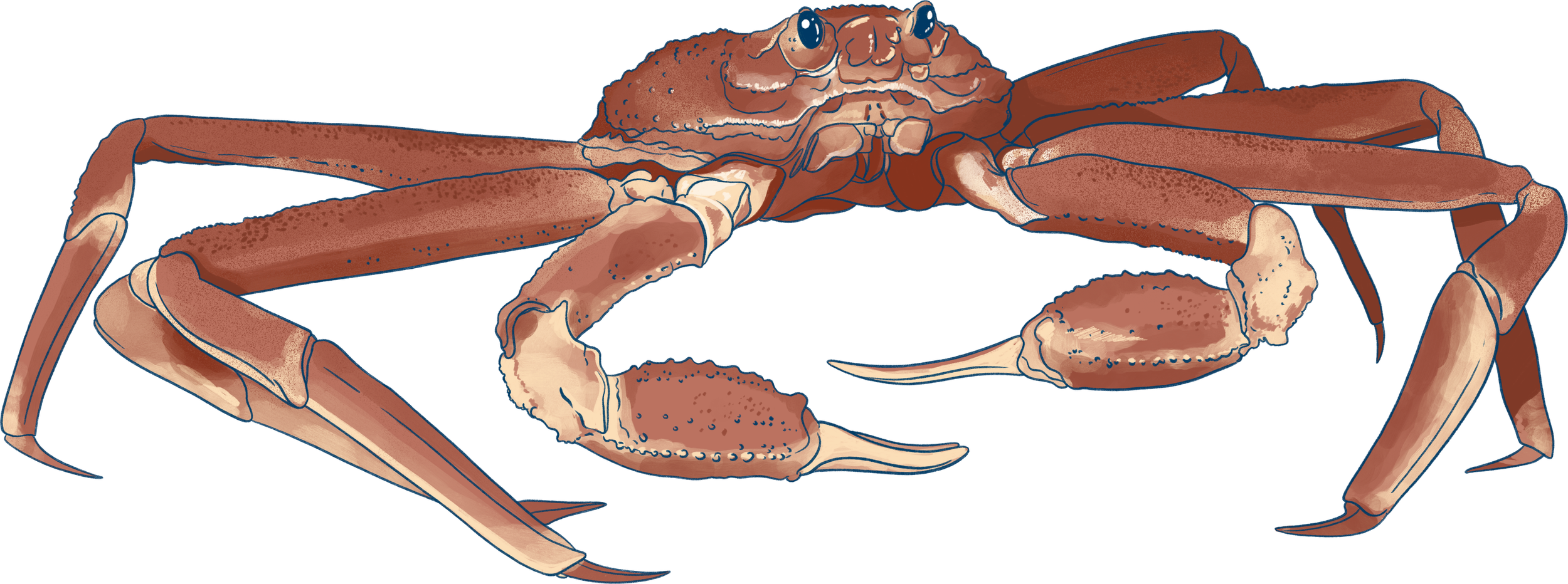 crabe.png