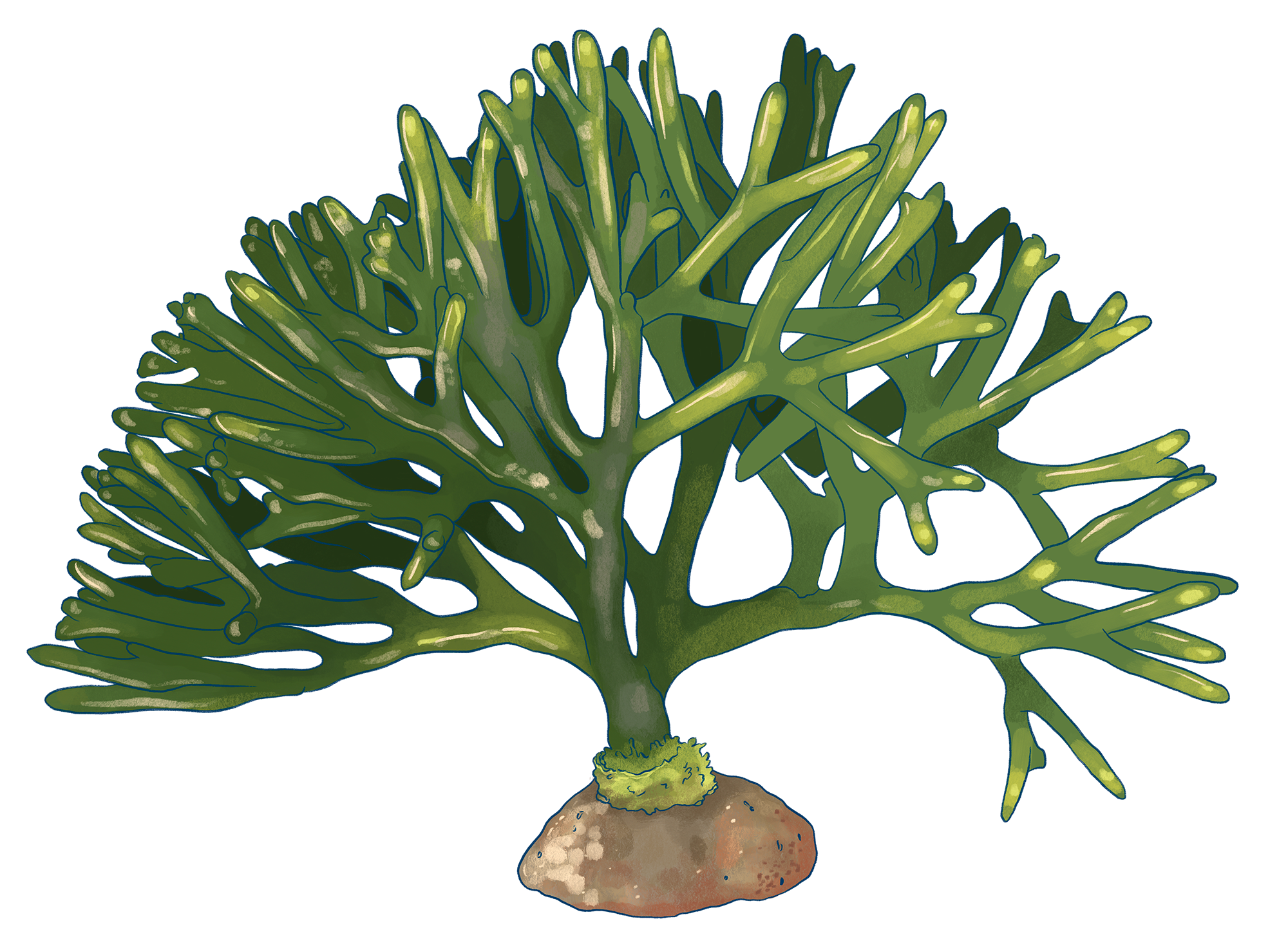 CODIUM_FRAGILE_reduit.png