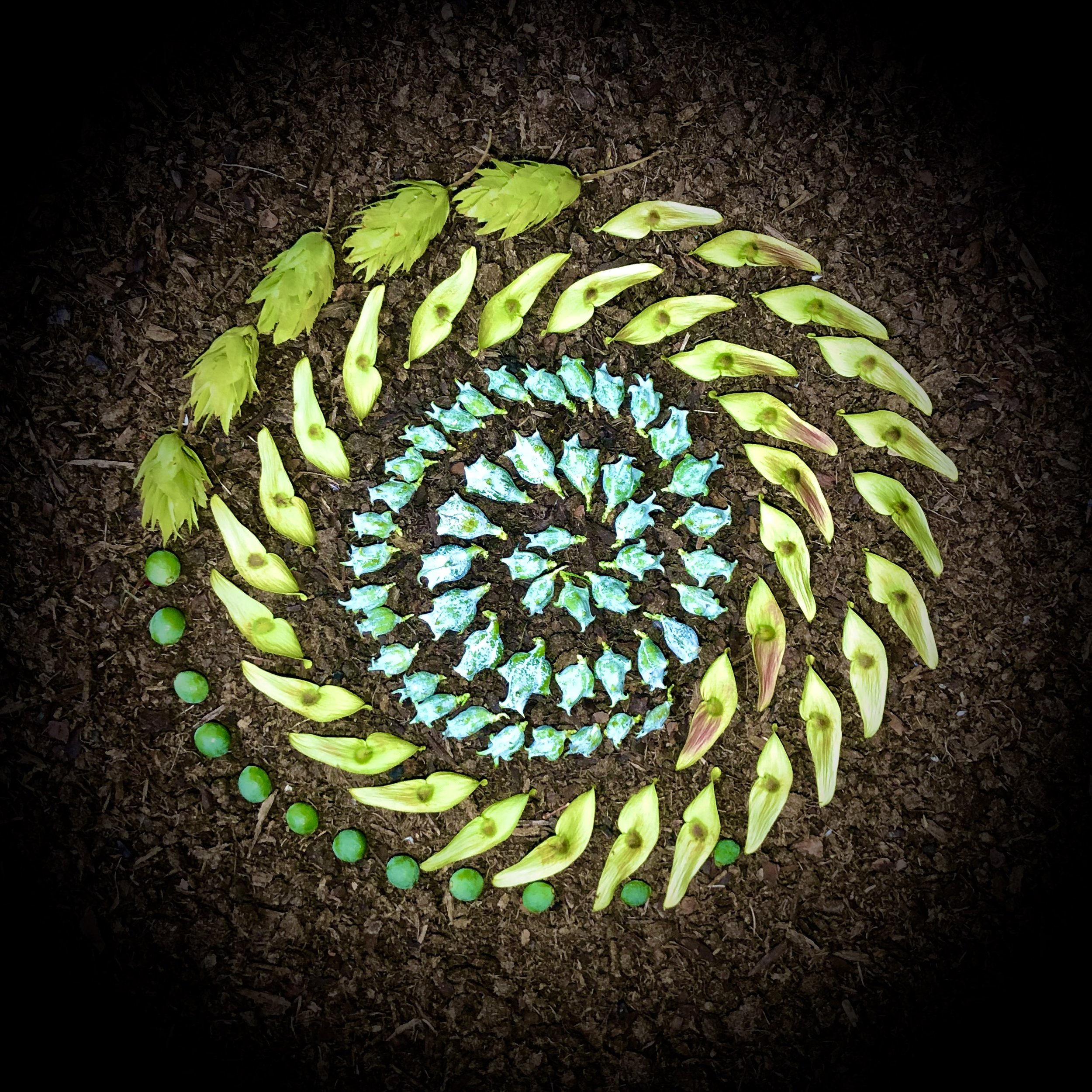 Alianthus Hops Spiral
