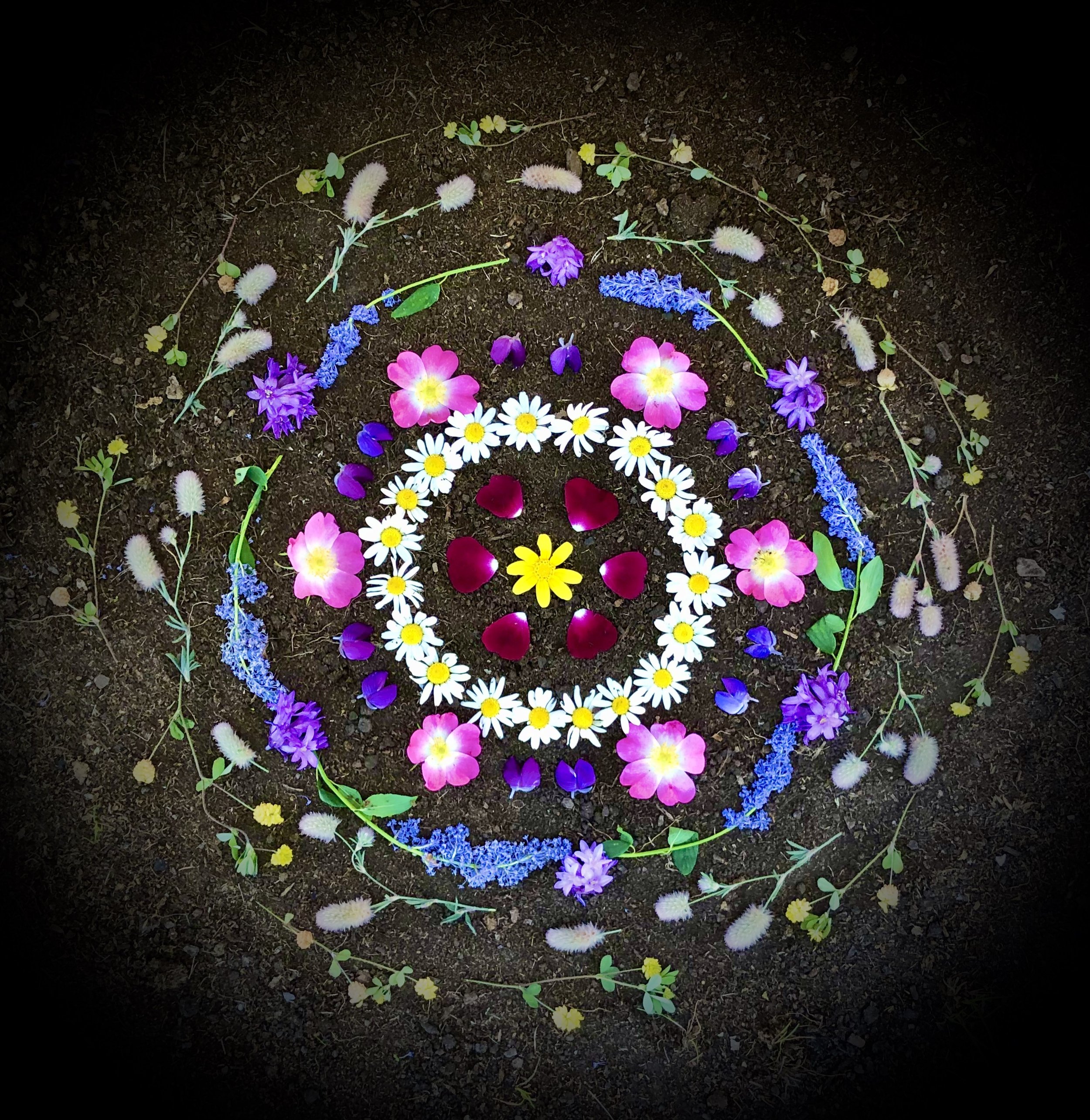 Rockrose Daisy Swirl