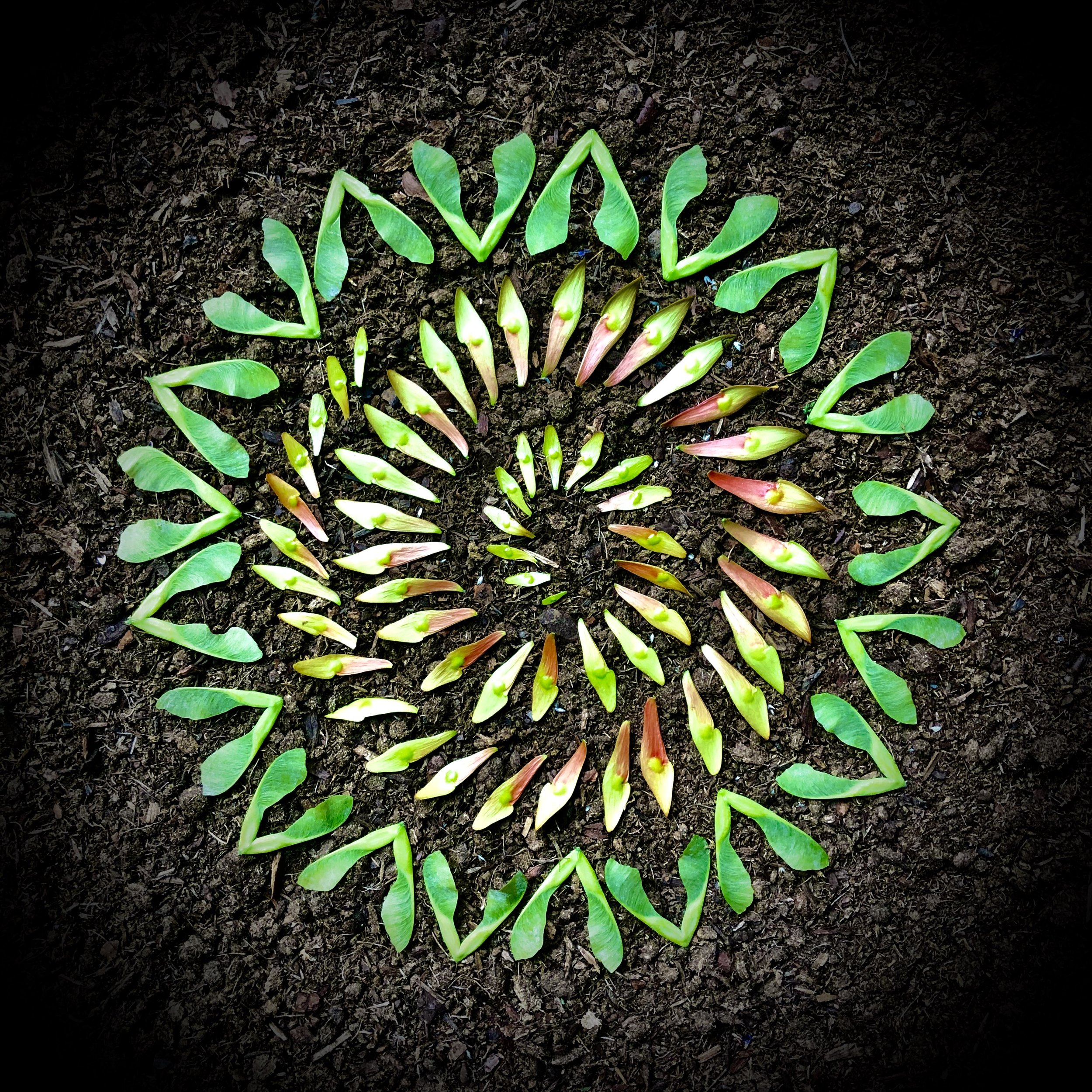 Ailanthus Maple Spiral
