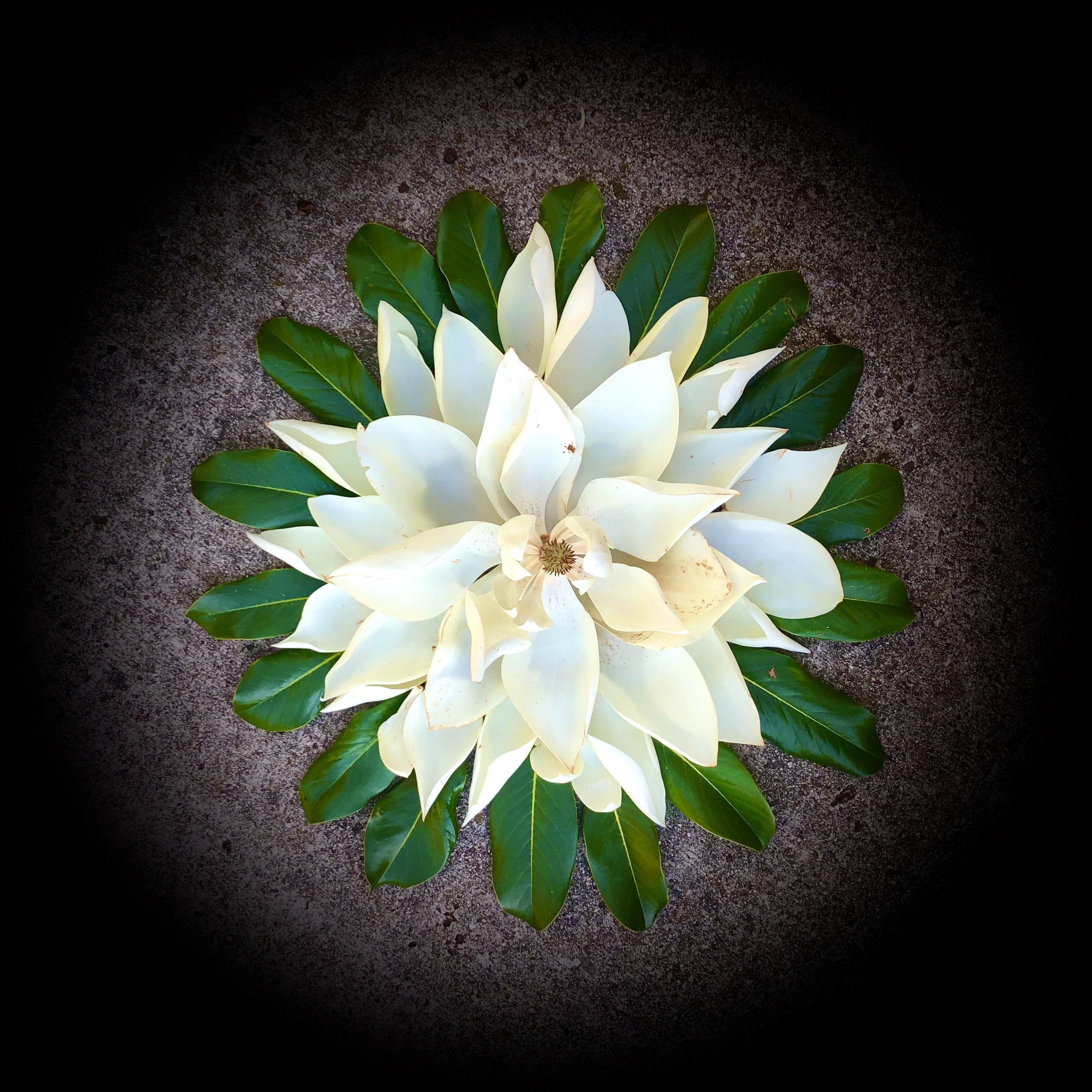 Magnolia Totality