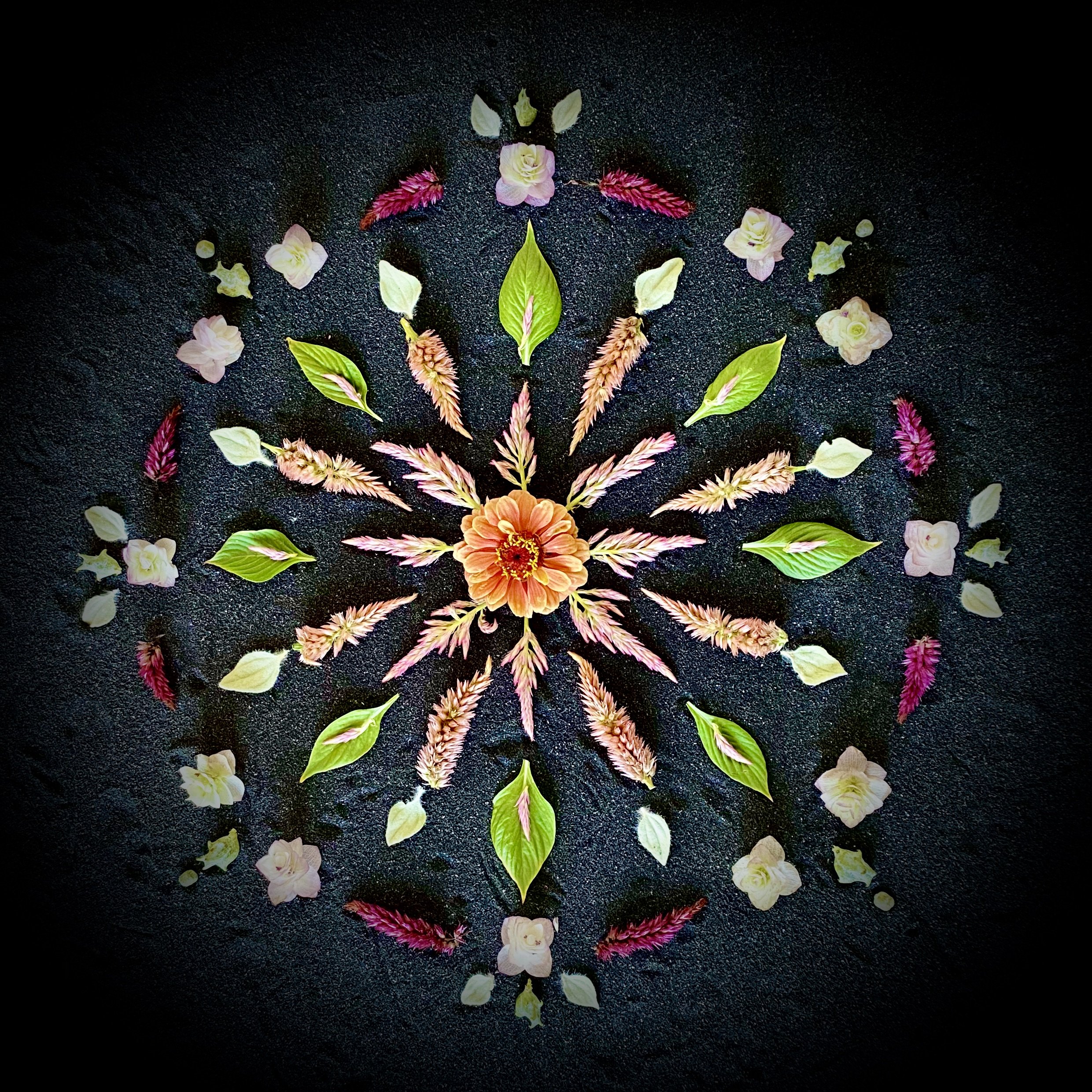 Zinnia Burst