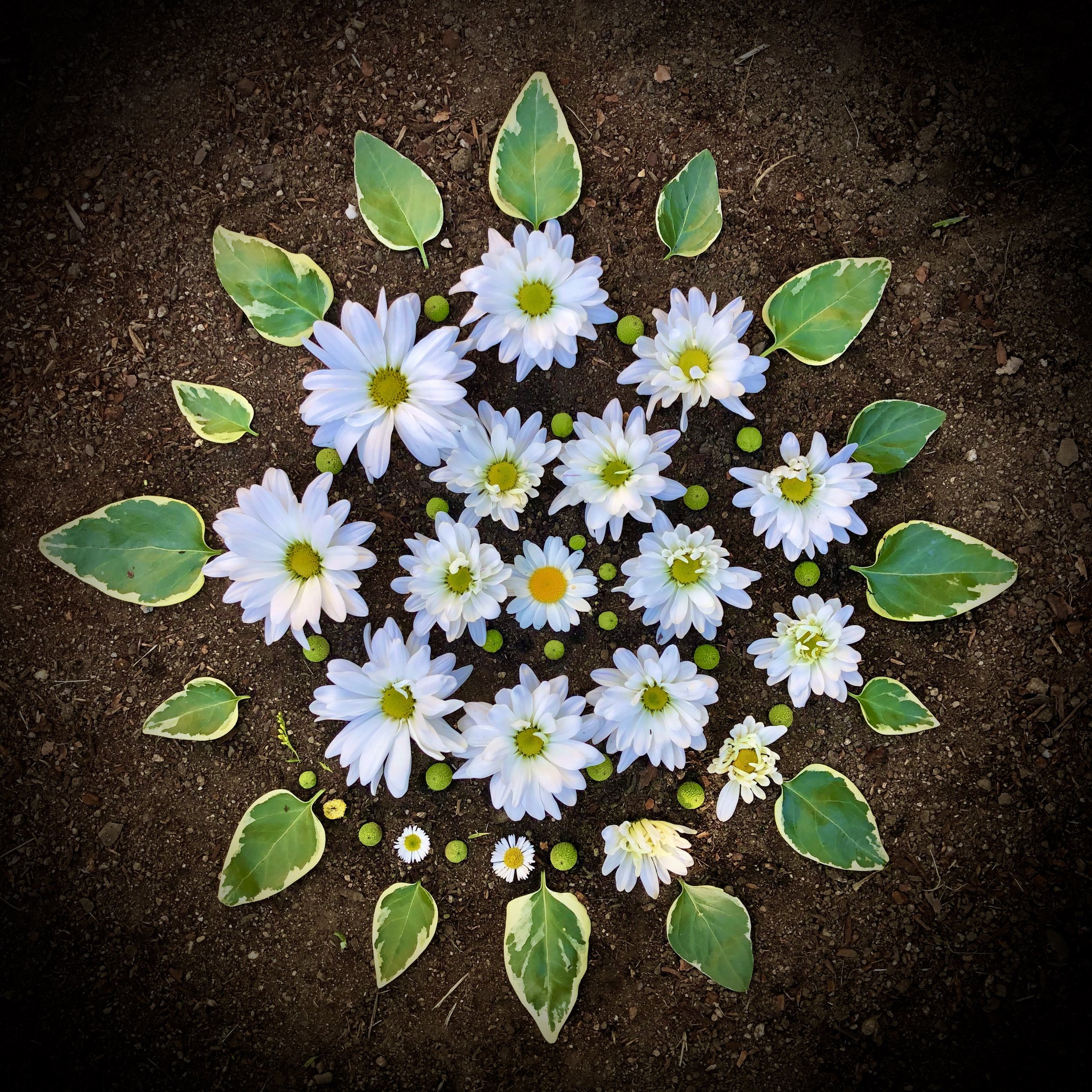 Daisy Spiral