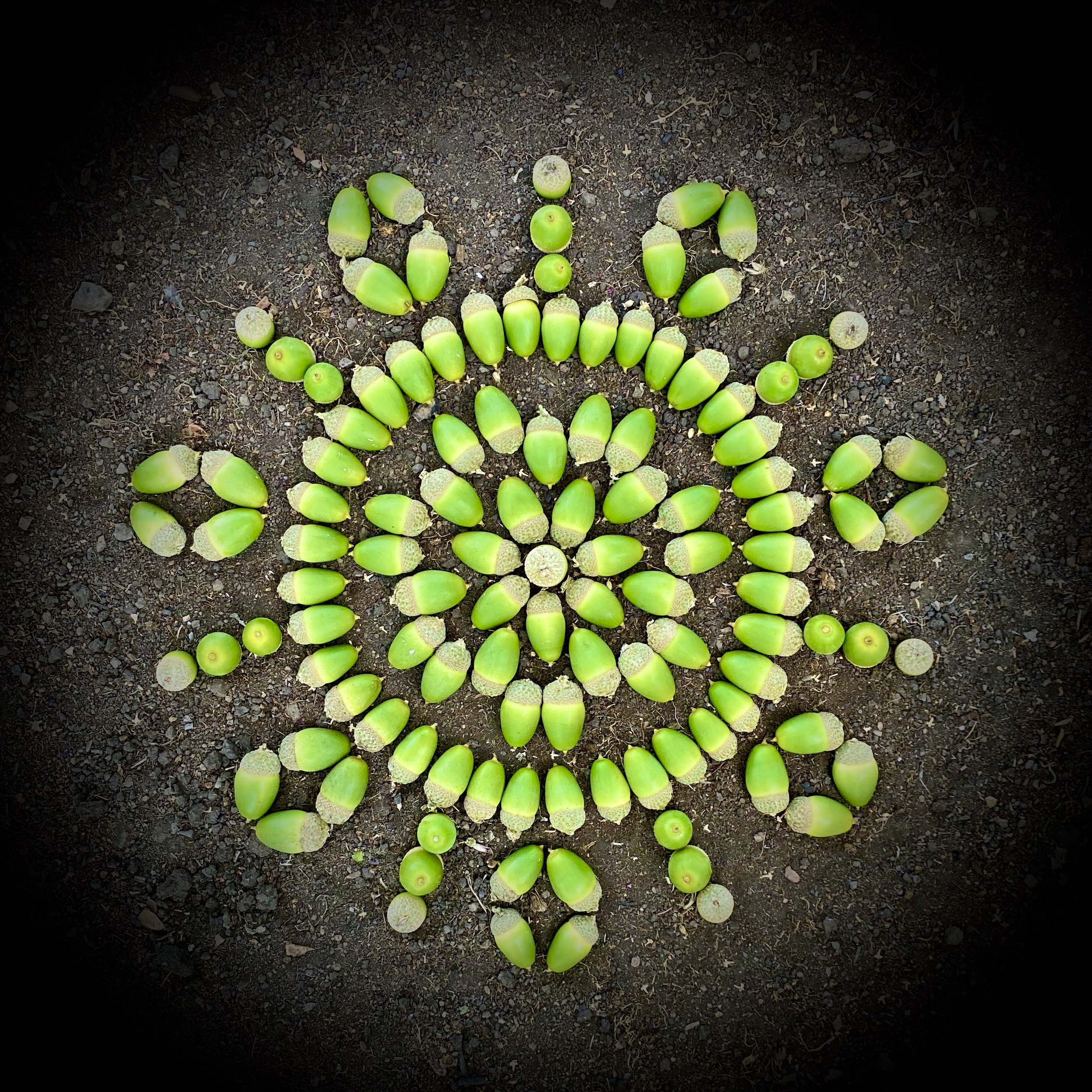 Acorn Totality