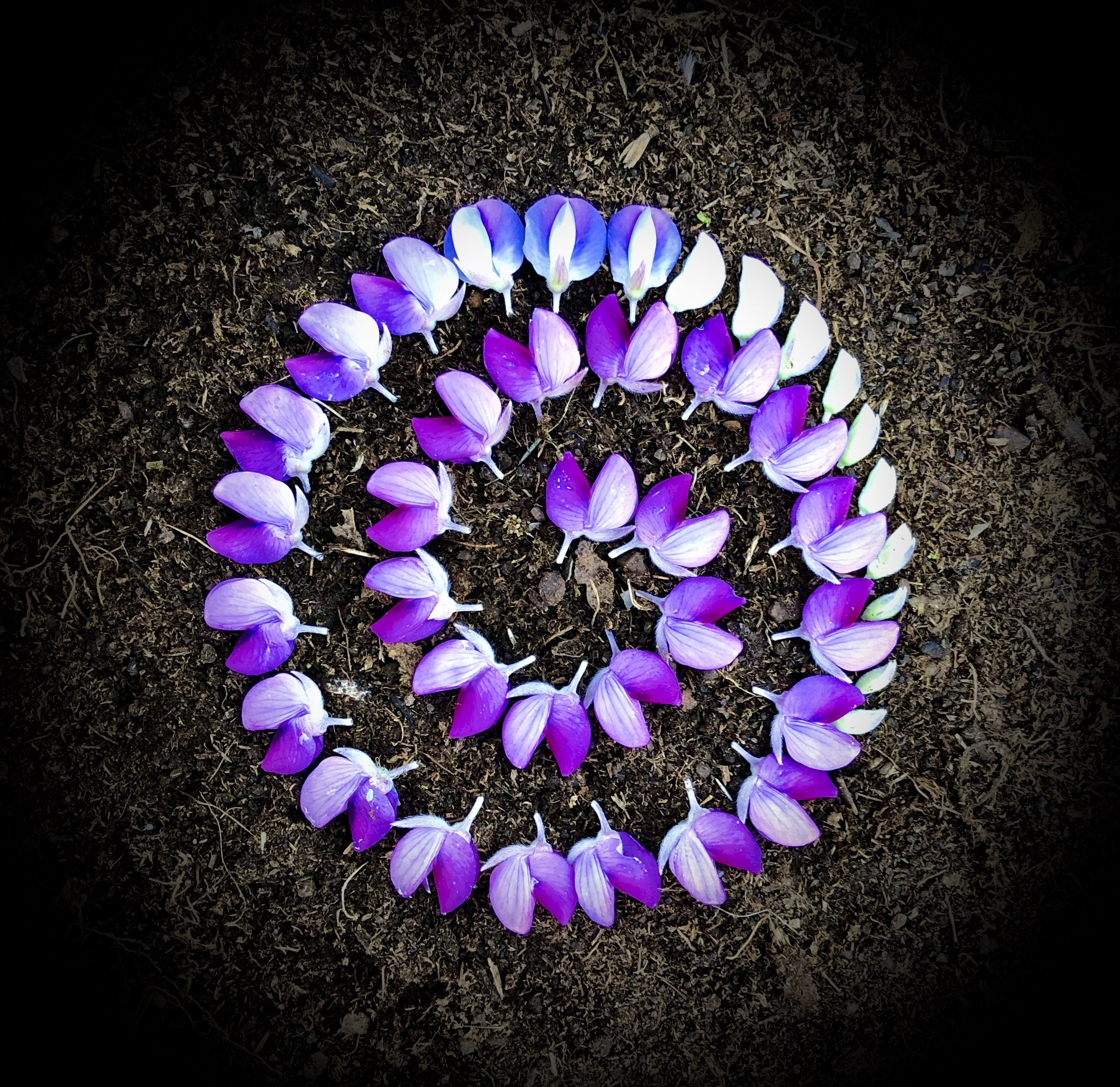 Lupine Flower Spiral