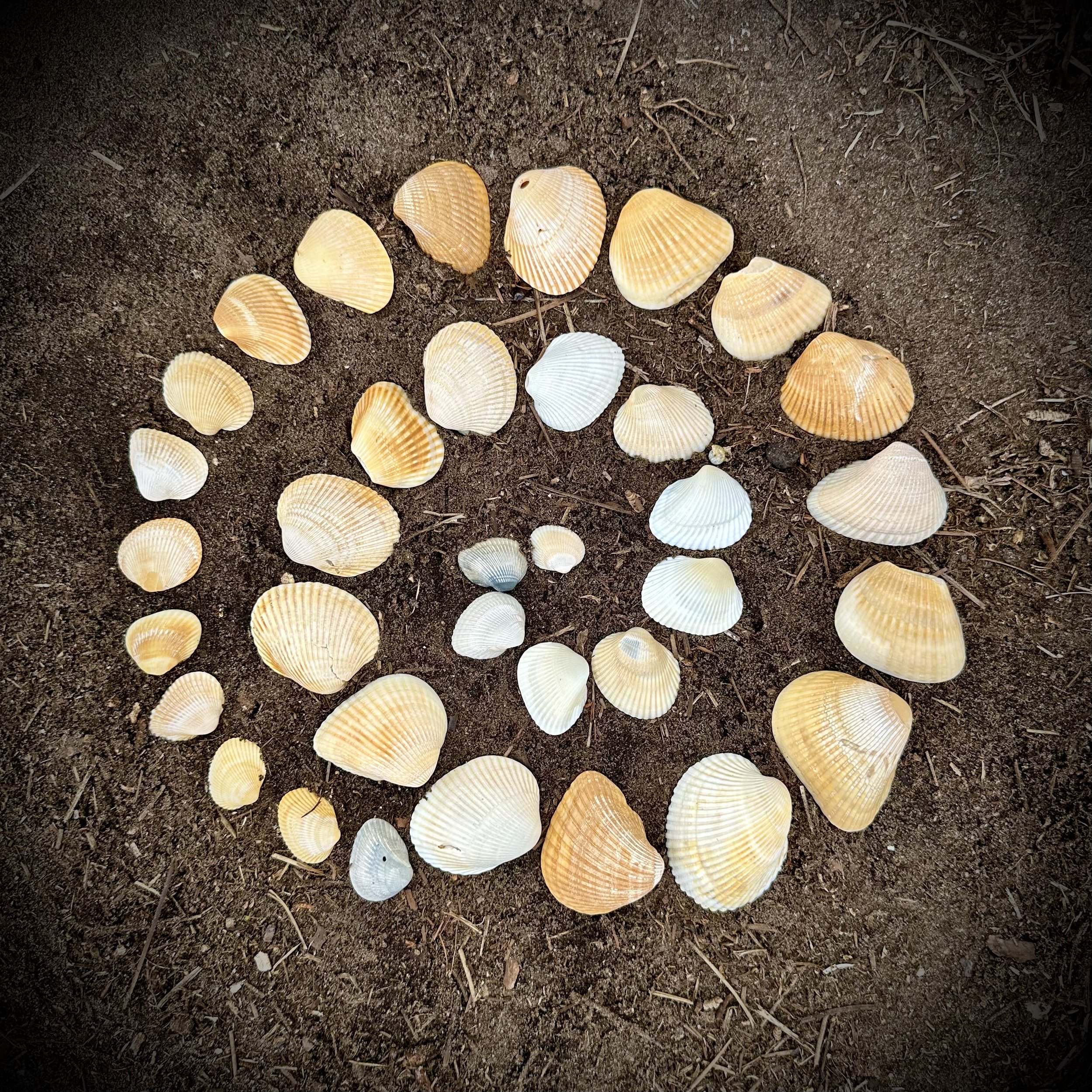 Atlantic Seashell Spiral
