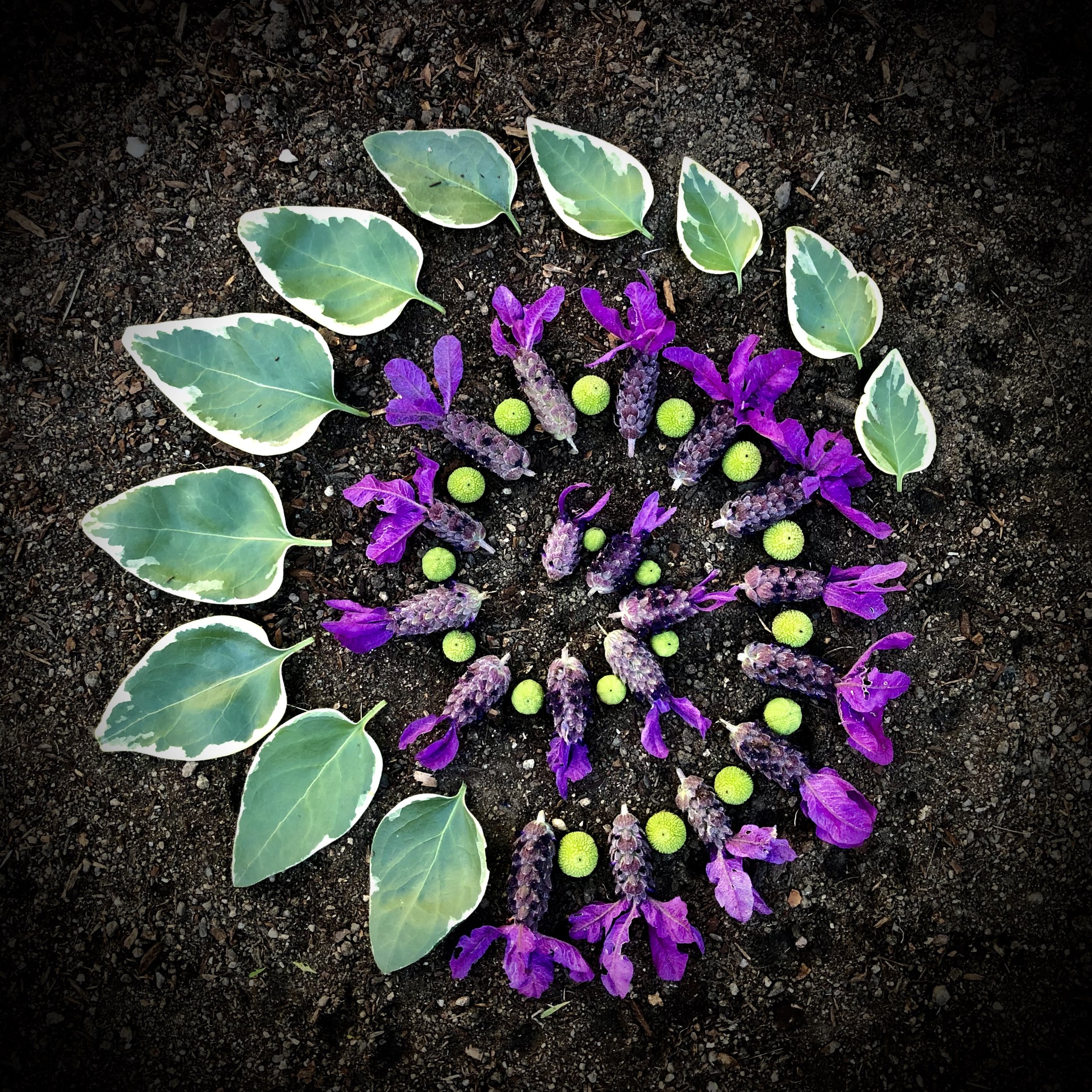 Lavendula Spiral